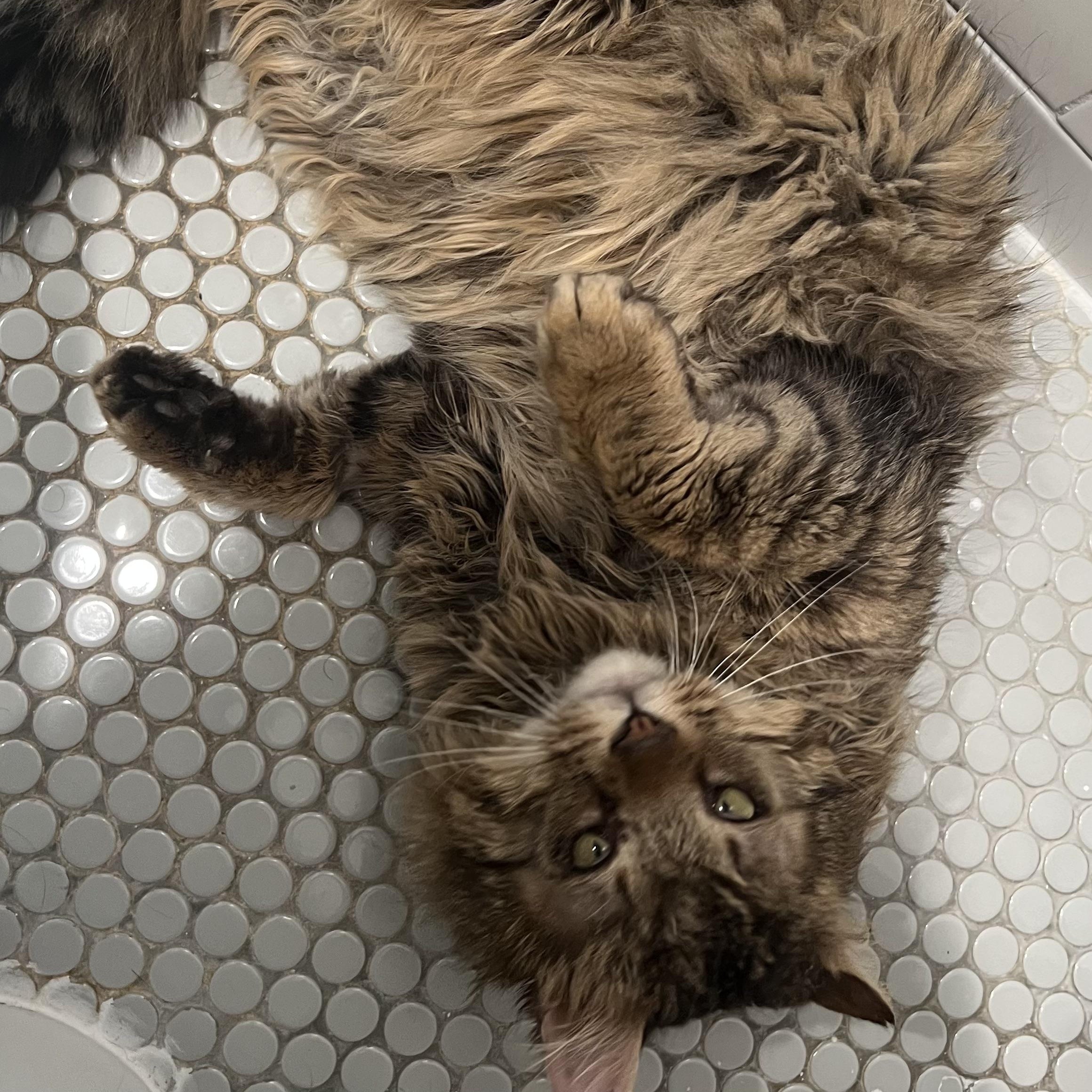 Enzolong Hair And Ready thumbnail 4