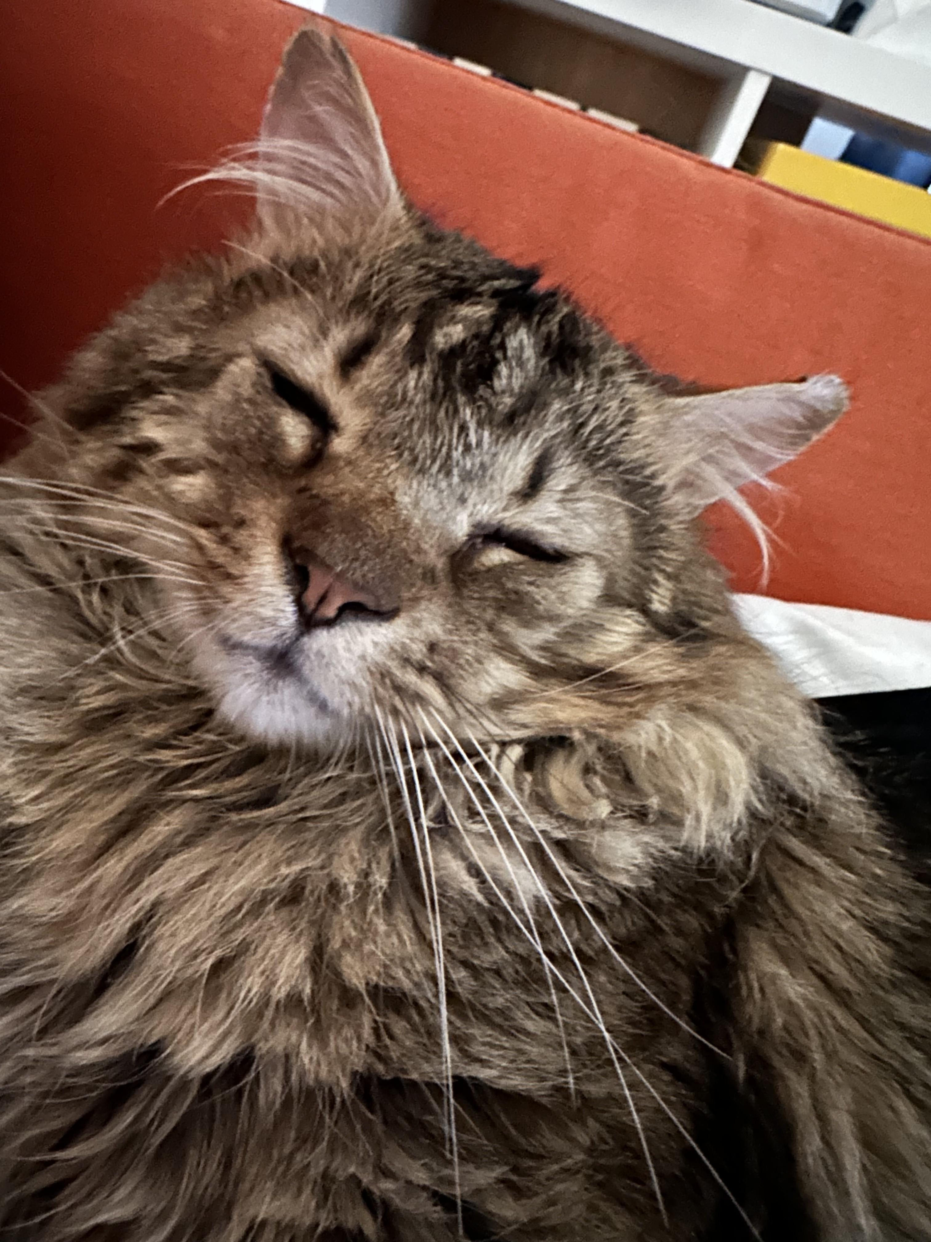 Enzo-Long hair and ready for Love-affectionate and playful-Special needs, Adoptable, Young Male Domestic Medium Hair & Maine Coon.