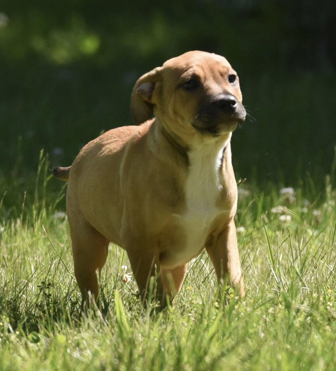 Enlarge Rocco, a Adopted mixed breed in Mechanicsburg, PA image 2/3