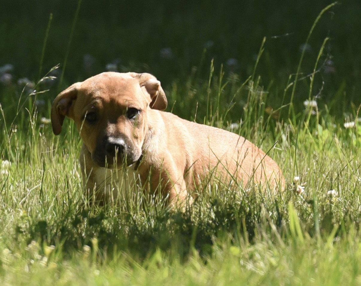 Enlarge Rocco, a Adopted mixed breed in Mechanicsburg, PA image 3/3