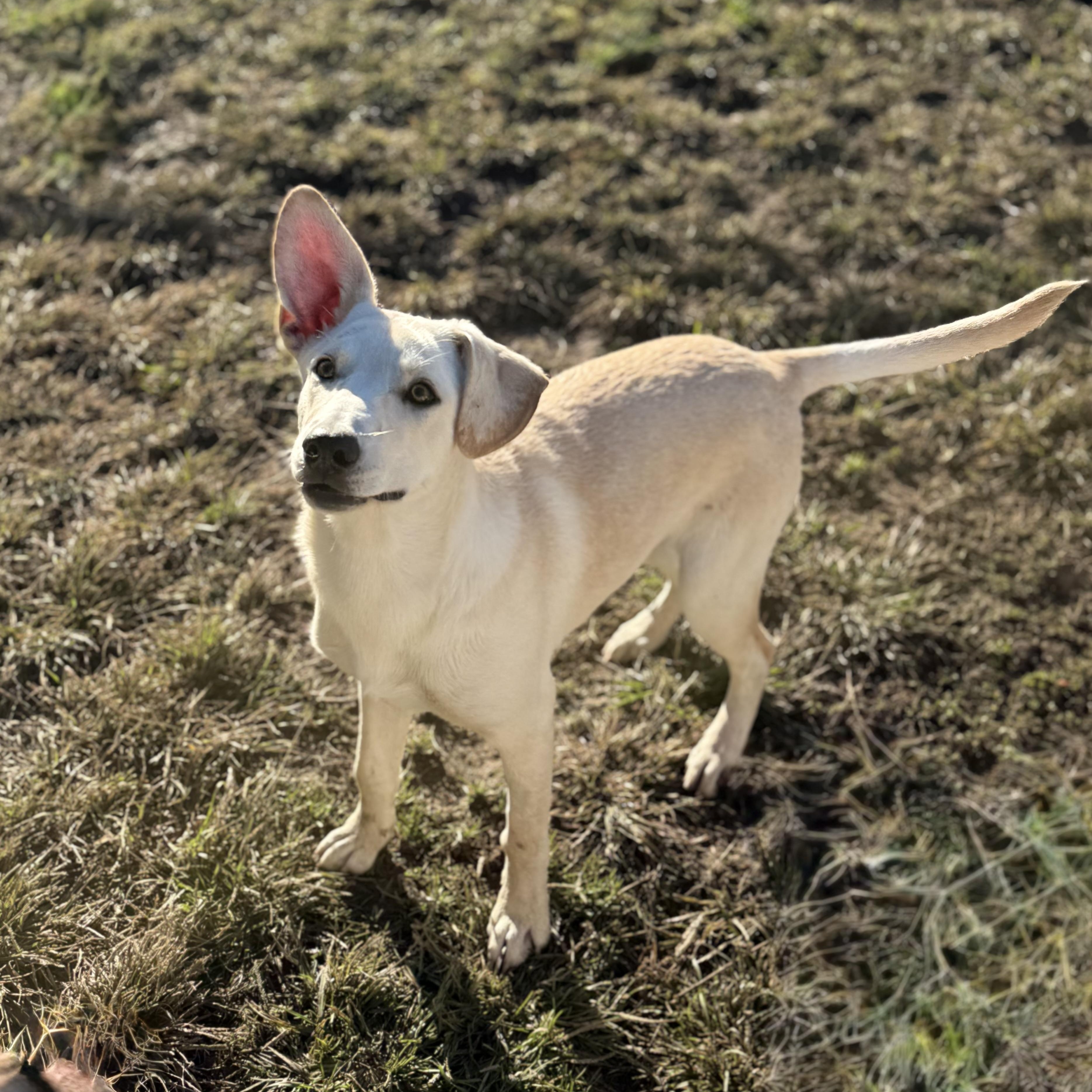 Rally, Adoptable, Puppy Female German Shepherd Dog & Labrador Retriever.