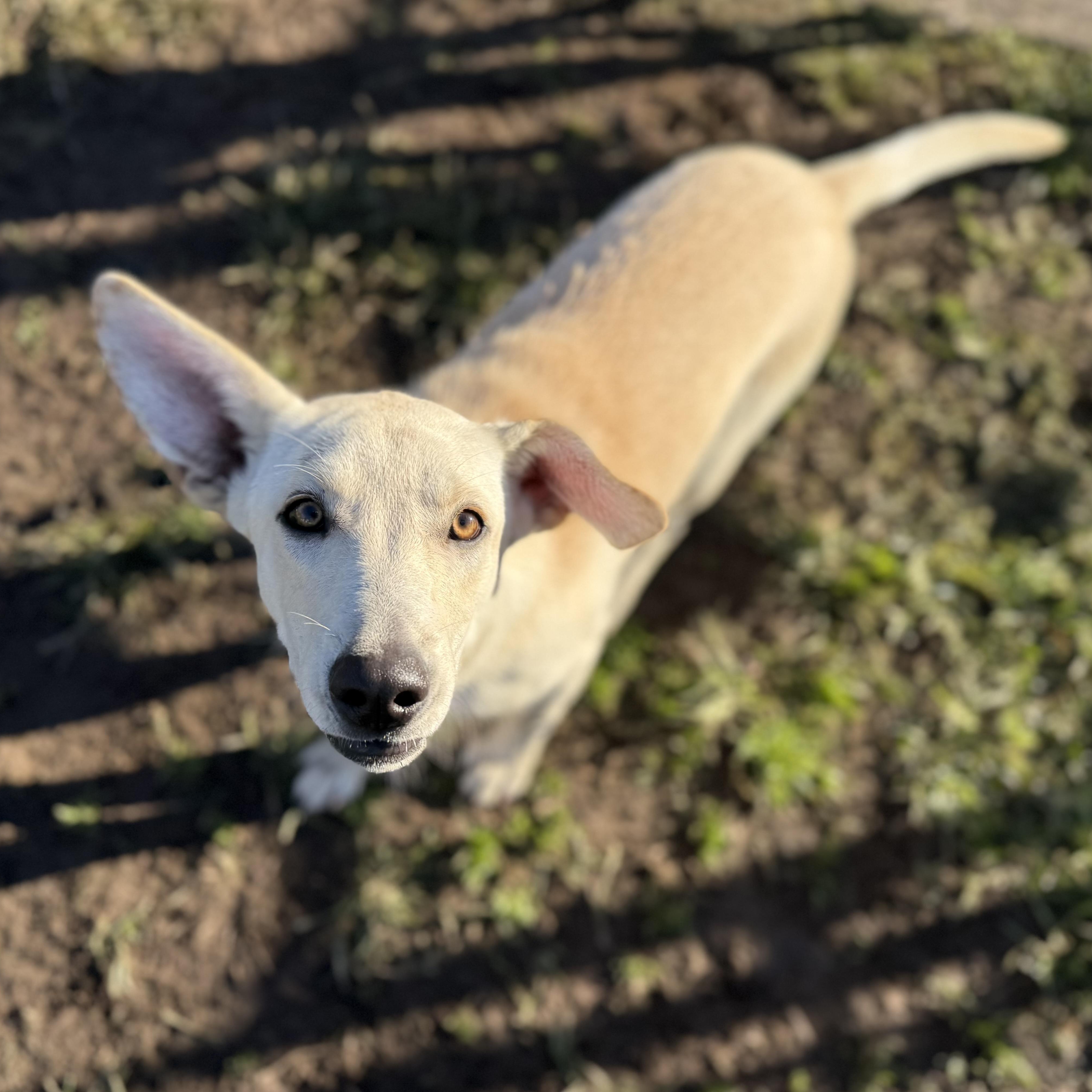 Enlarge Rally, a Adoptable mixed breed in Glenolden, PA image 3/6
