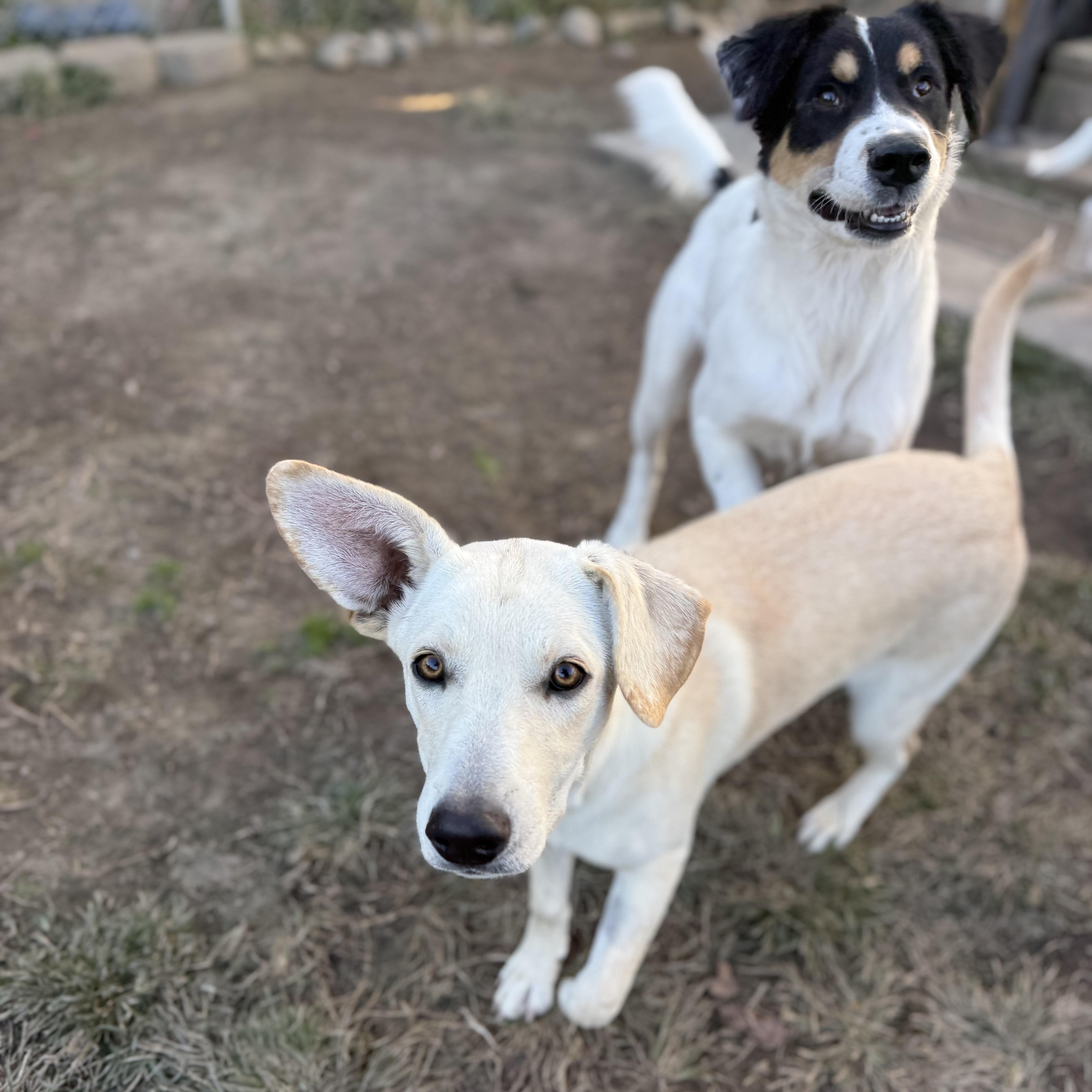 Enlarge Rally, a Adoptable mixed breed in Glenolden, PA image 6/6