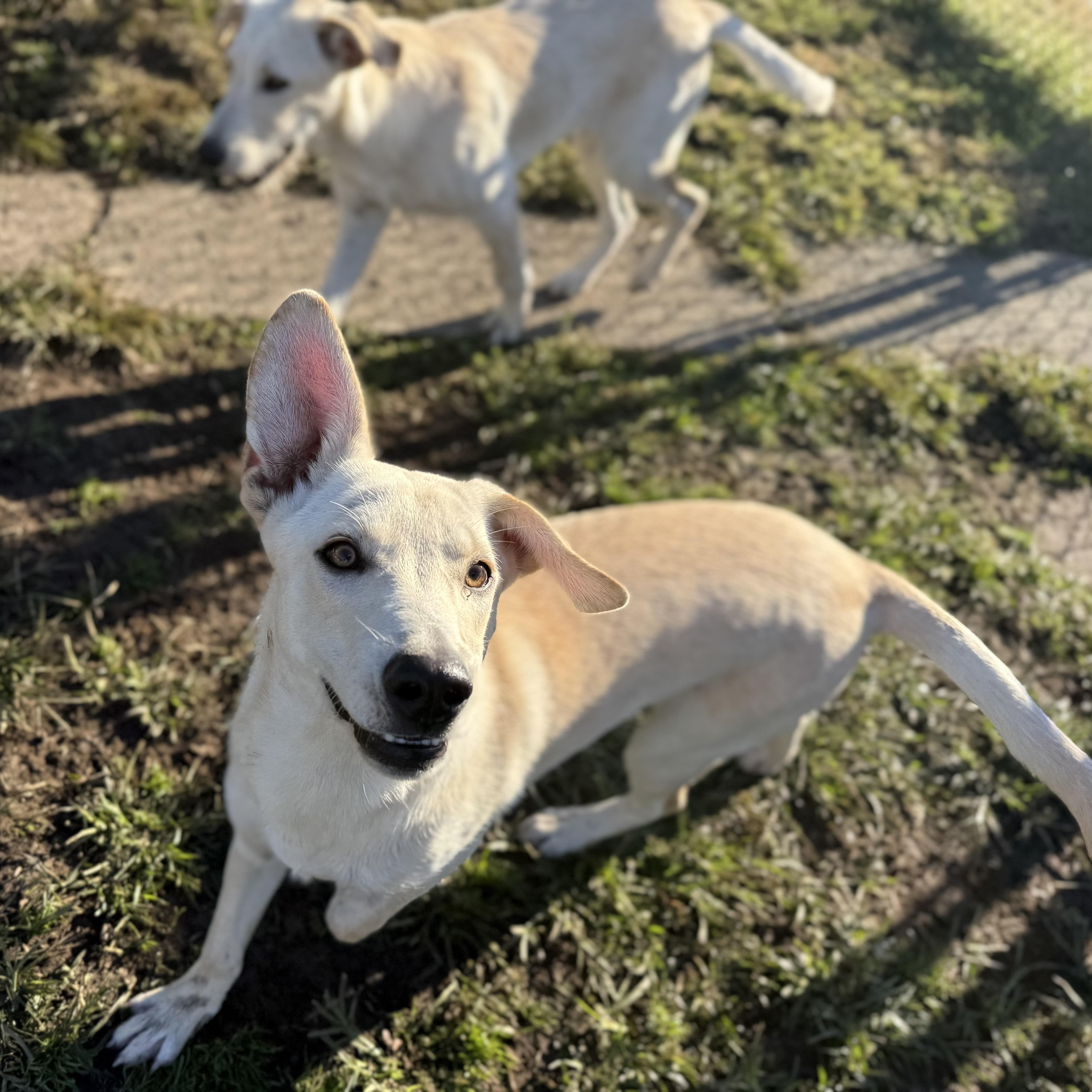 Enlarge Rally, a Adoptable mixed breed in Glenolden, PA image 2/6