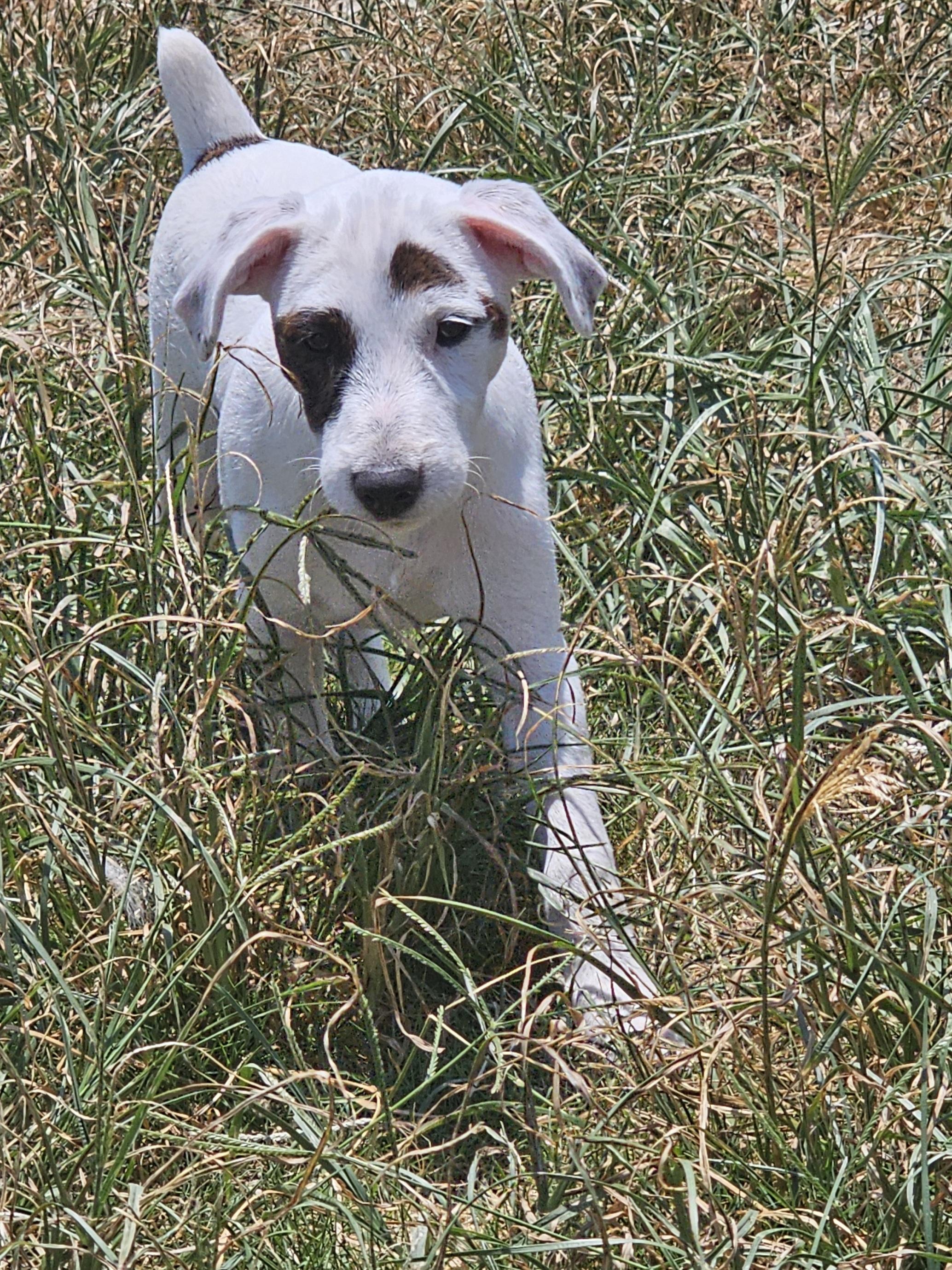 Emmy, Adoptable, Puppy Female Jack Russell Terrier.