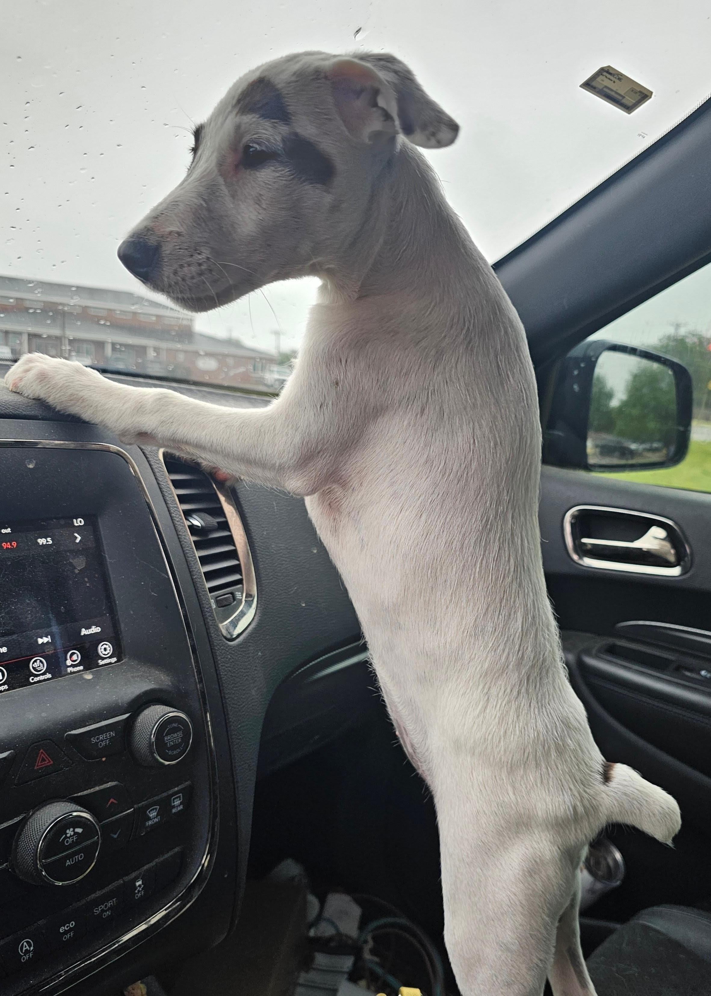 Enlarge Emmy, a Adoptable mixed breed in Weatherford, TX image 2/4
