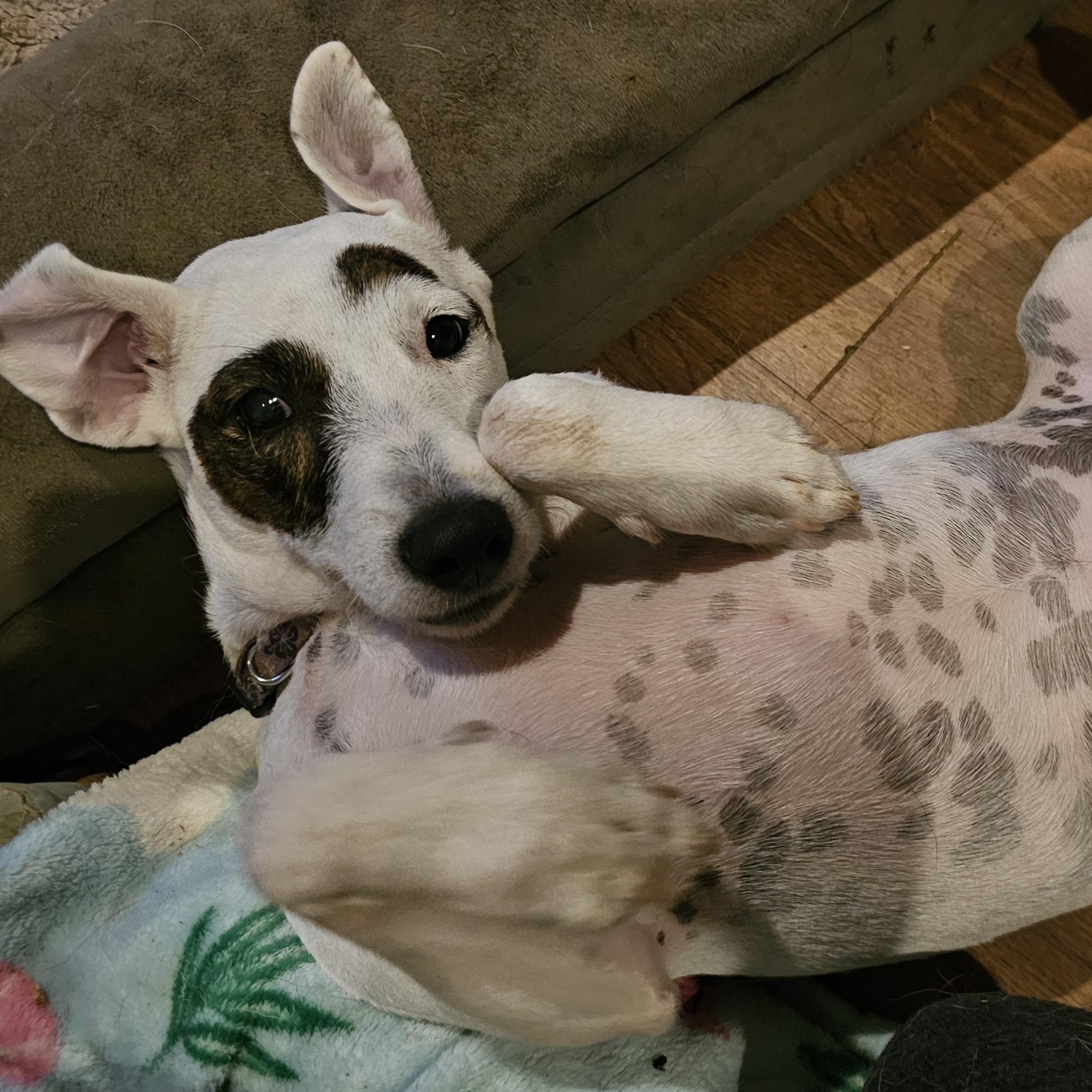 Enlarge Emmy, a Adoptable mixed breed in Weatherford, TX image 3/4