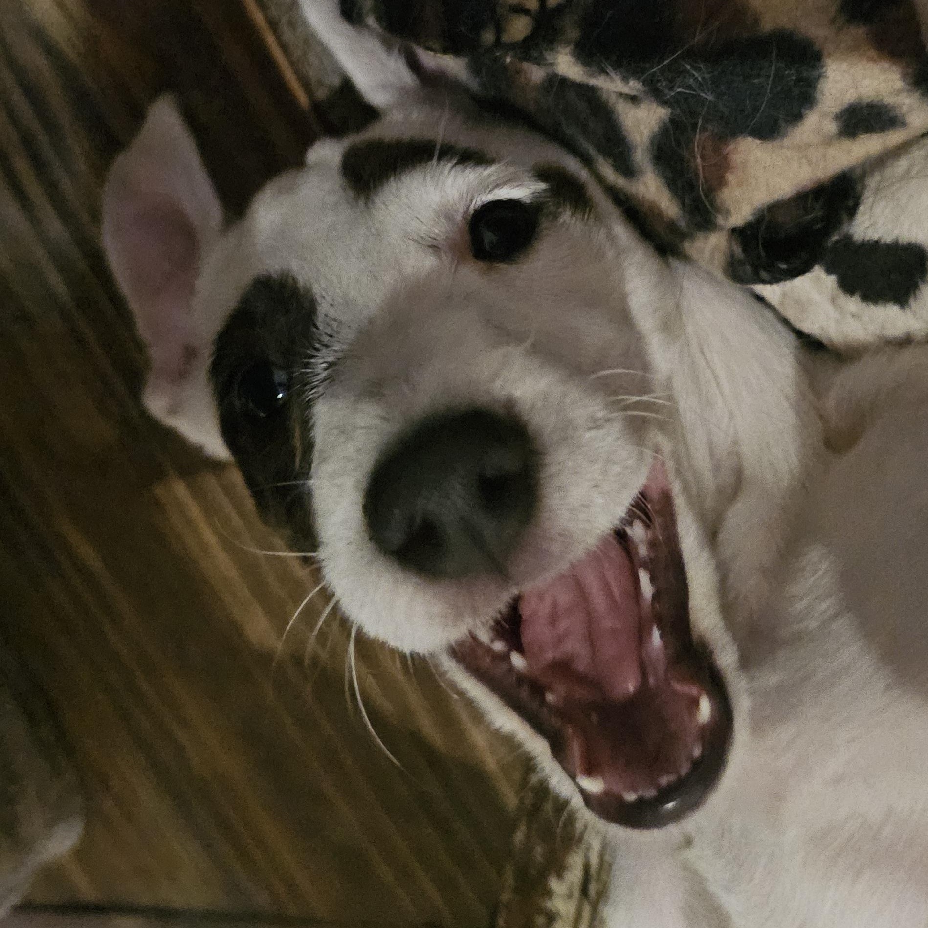 Enlarge Emmy, a Adoptable mixed breed in Weatherford, TX image 4/4