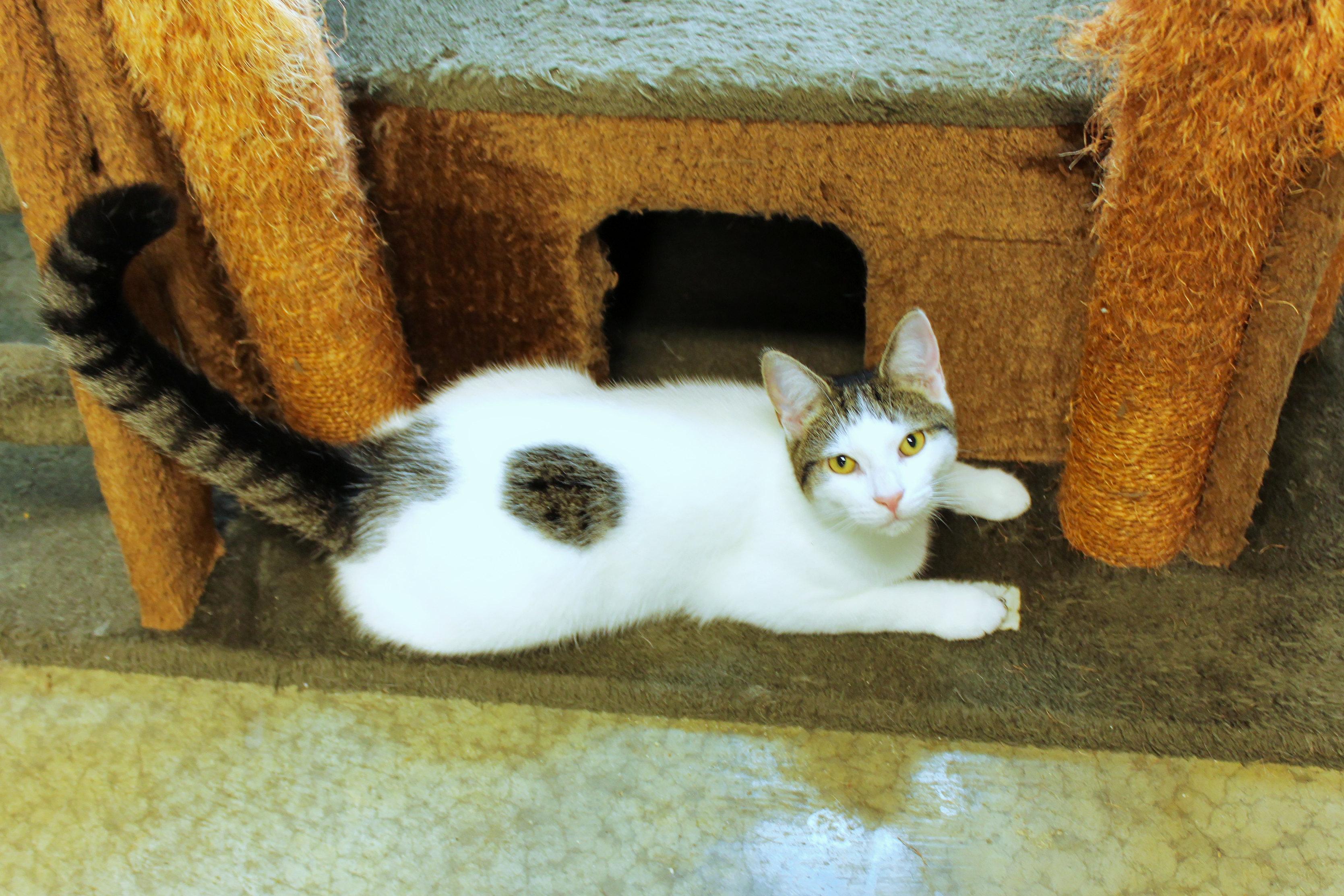 Enlarge Roberto, a Adoptable Domestic Short Hair in Urbana, OH image 4/6