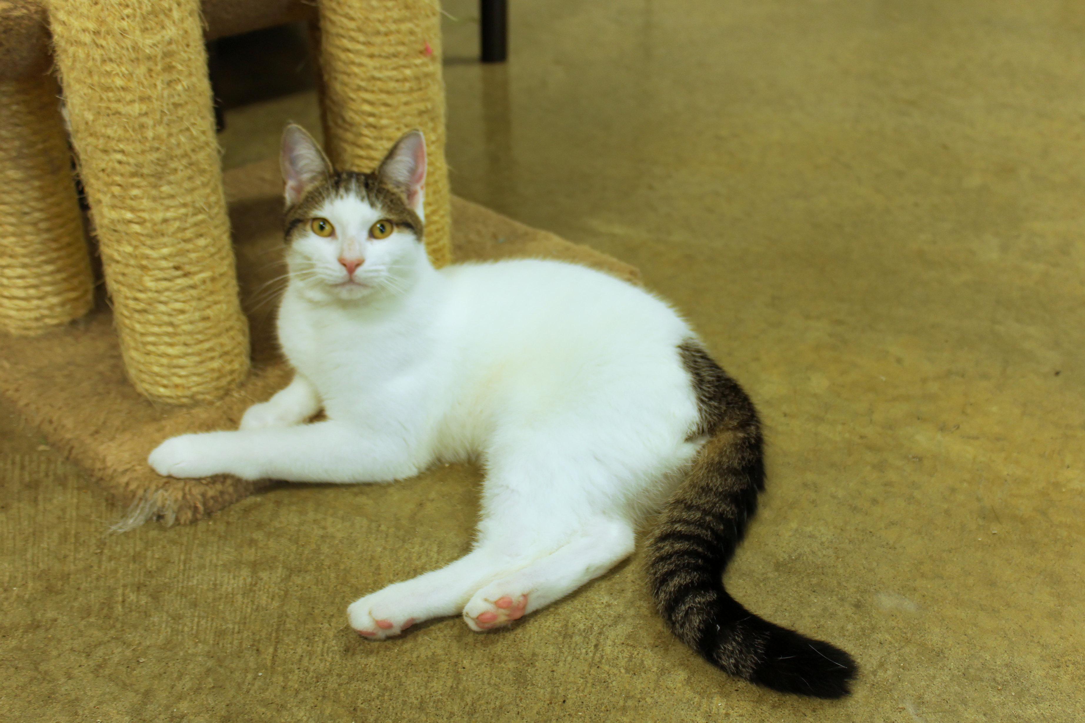 Enlarge Roberto, a Adoptable Domestic Short Hair in Urbana, OH image 5/6
