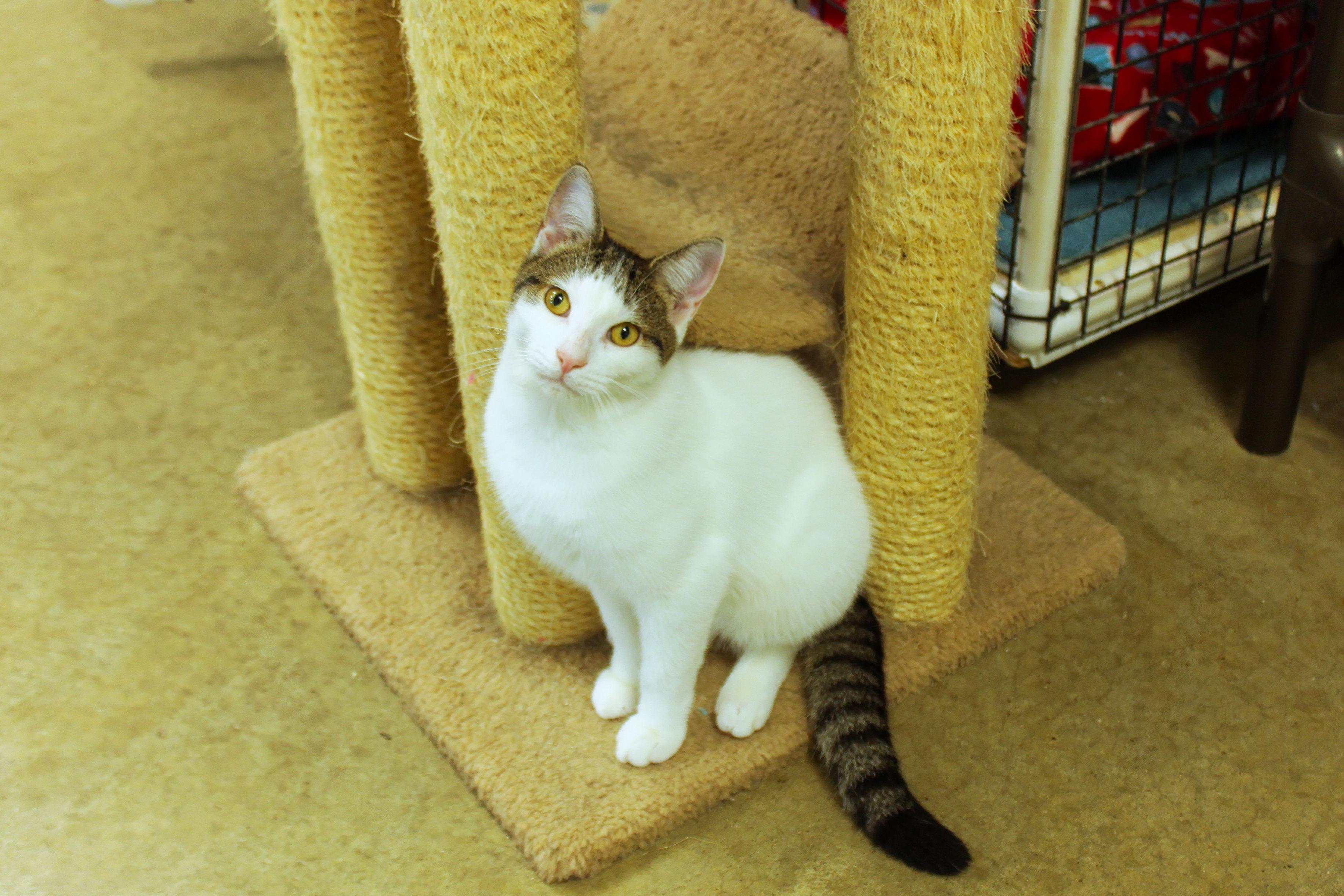 Enlarge Roberto, a Adoptable Domestic Short Hair in Urbana, OH image 3/6