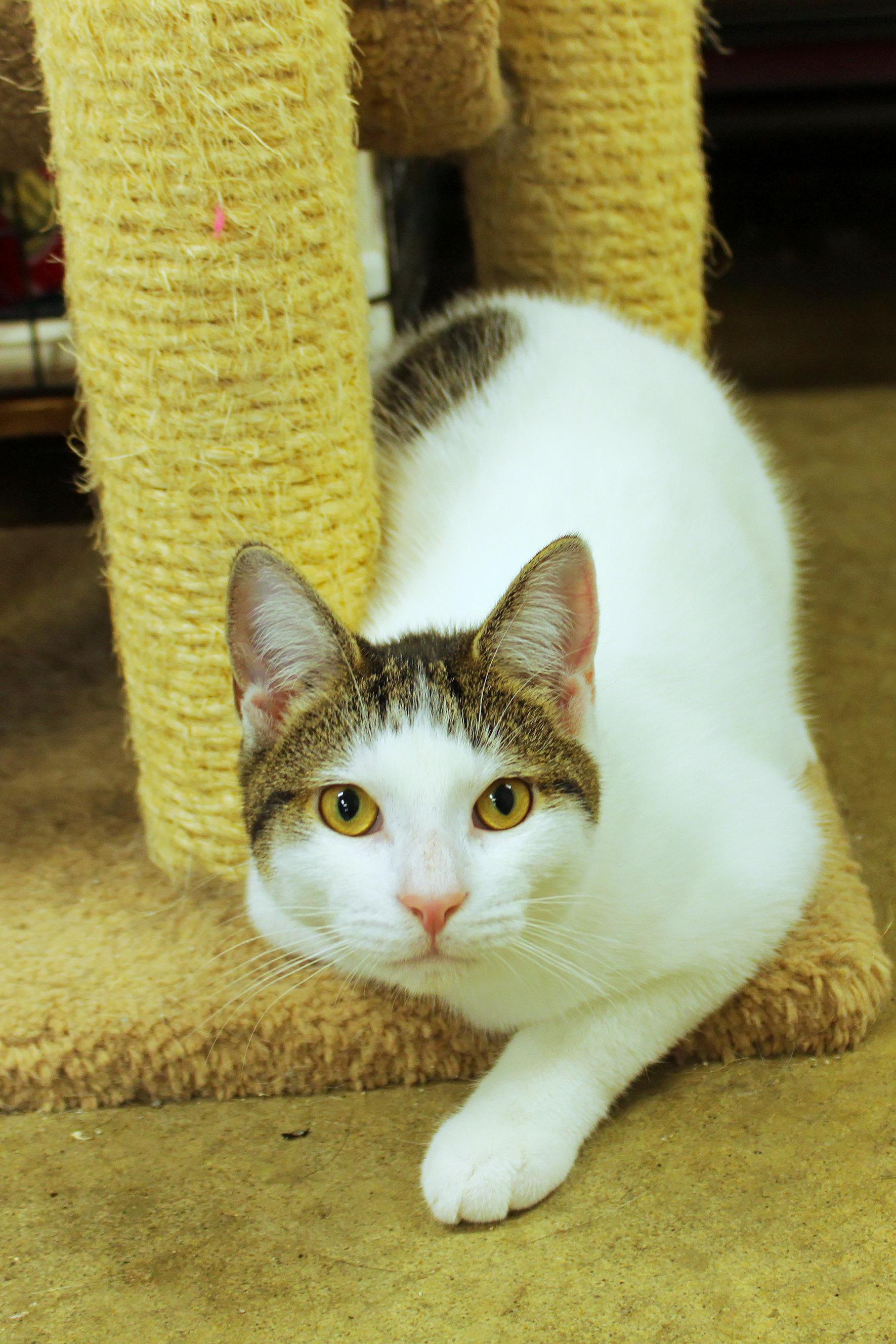 Enlarge Roberto, a Adoptable Domestic Short Hair in Urbana, OH image 1/6