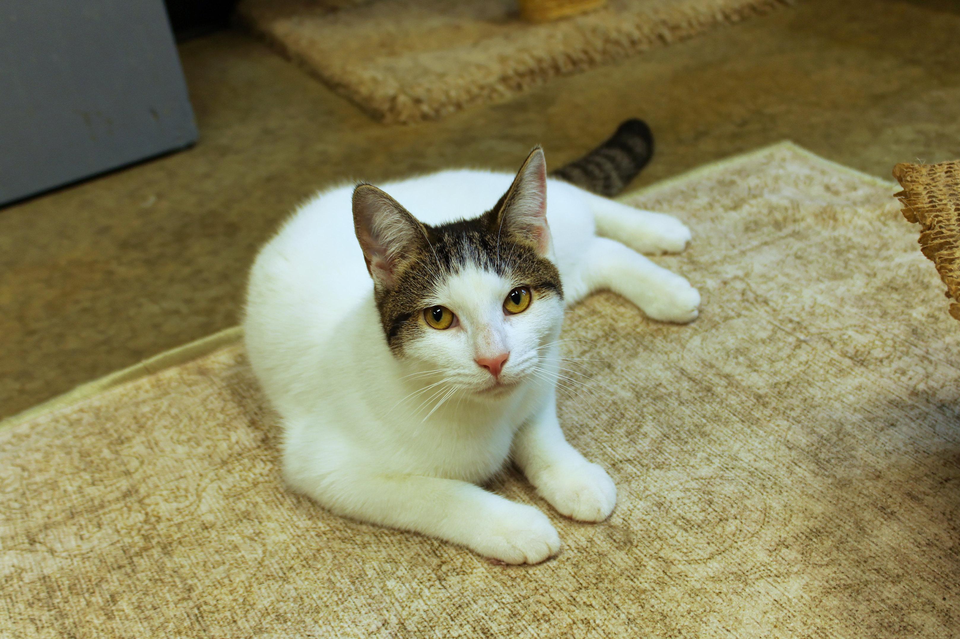 Enlarge Roberto, a Adoptable Domestic Short Hair in Urbana, OH image 6/6