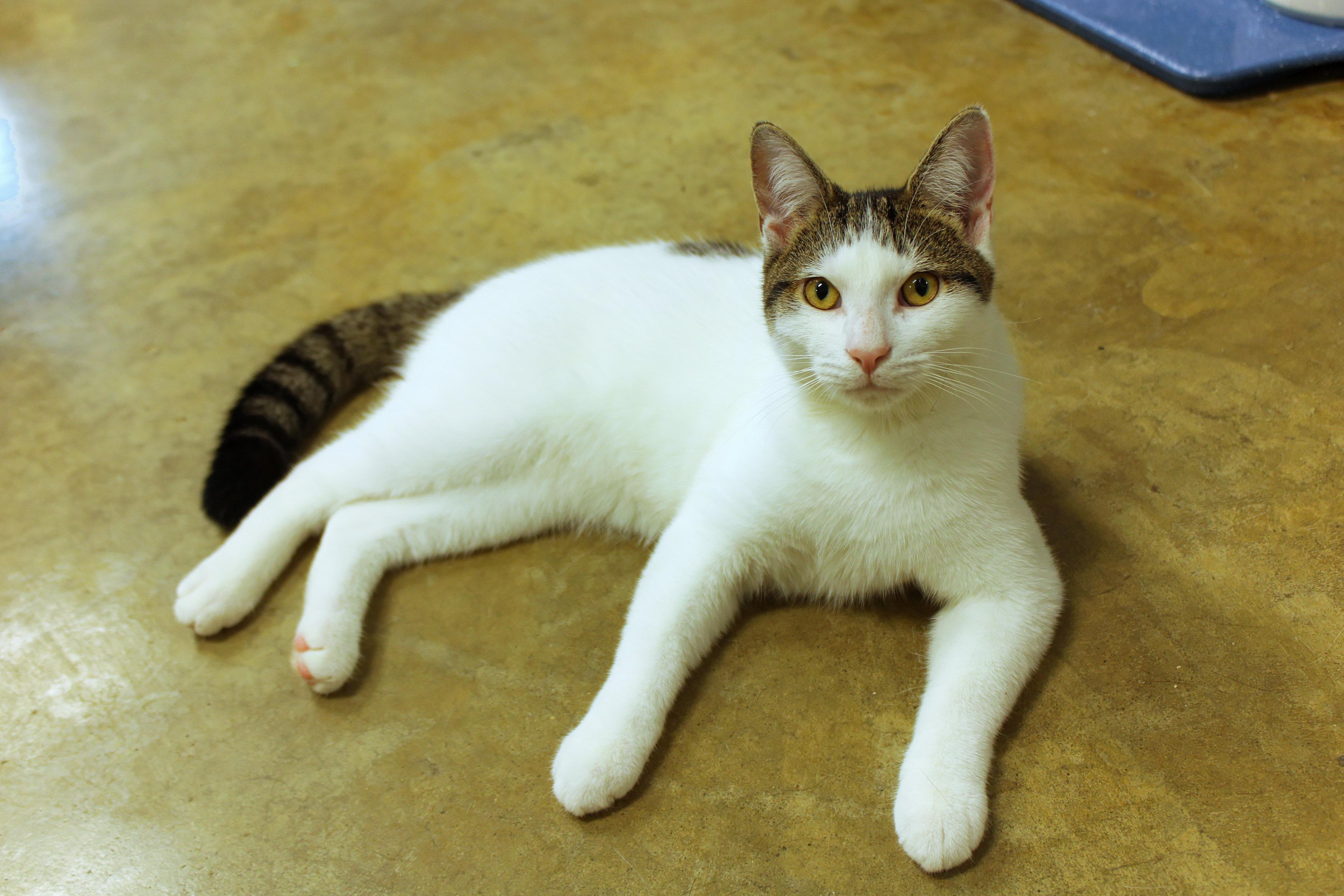 Enlarge Roberto, a Adoptable Domestic Short Hair in Urbana, OH image 2/6