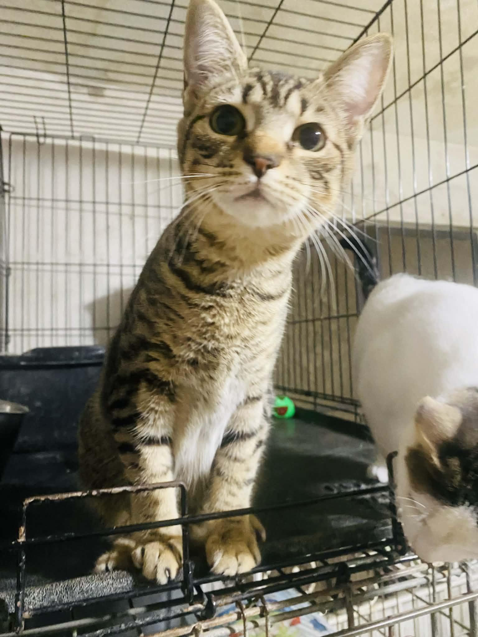 HOLLY, adopted, Kitten Female Domestic Short Hair.