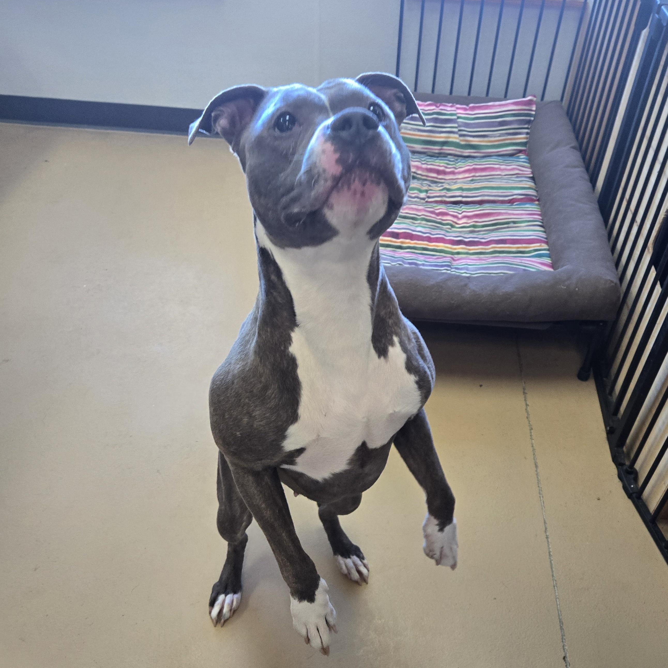 Tiny , adopted, Adult Female American Bully.