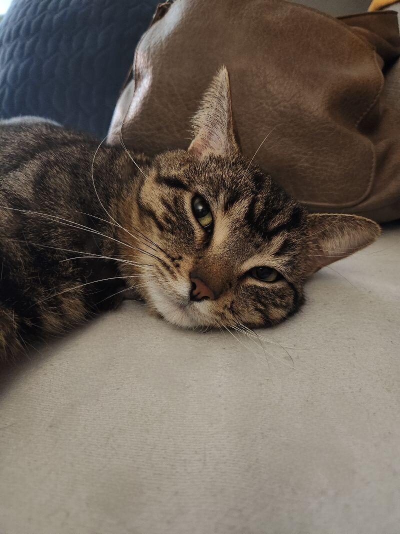 Enlarge Evander, a Adoptable Domestic Short Hair in Grand Rapids, MI image 1/6