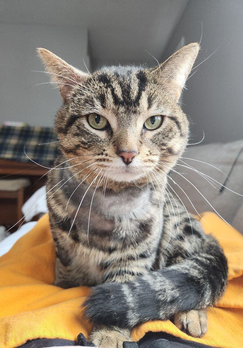 Enlarge Evander, a Adoptable Domestic Short Hair in Grand Rapids, MI image 2/6