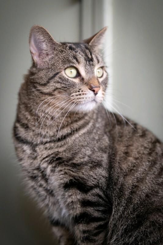 Evander, Adoptable, Adult Male Domestic Short Hair.