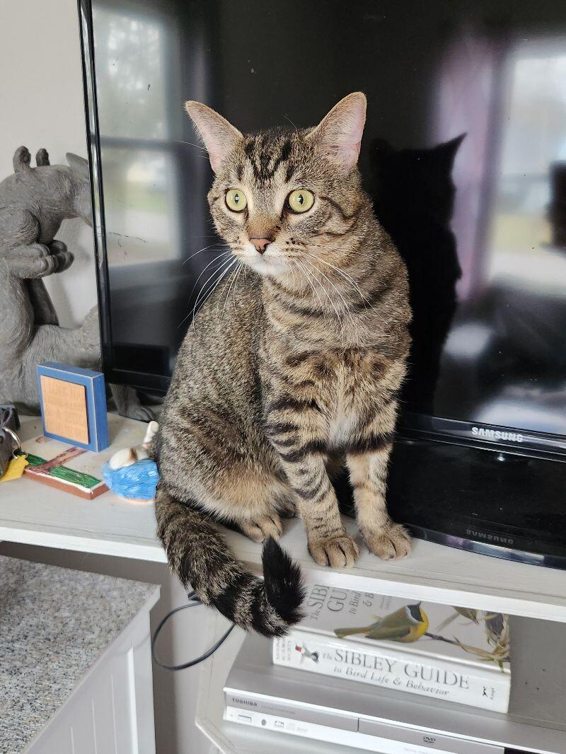 Enlarge Evander, a Adoptable Domestic Short Hair in Grand Rapids, MI image 4/6