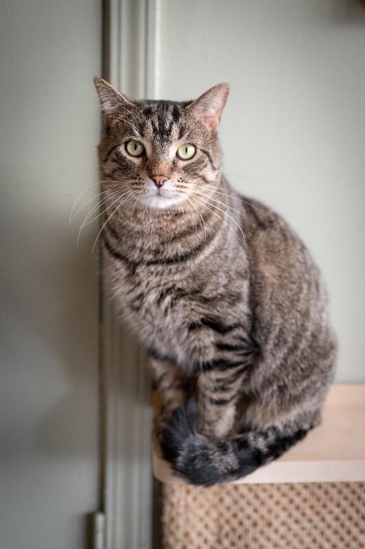 Enlarge Evander, a Adoptable Domestic Short Hair in Grand Rapids, MI image 4/6