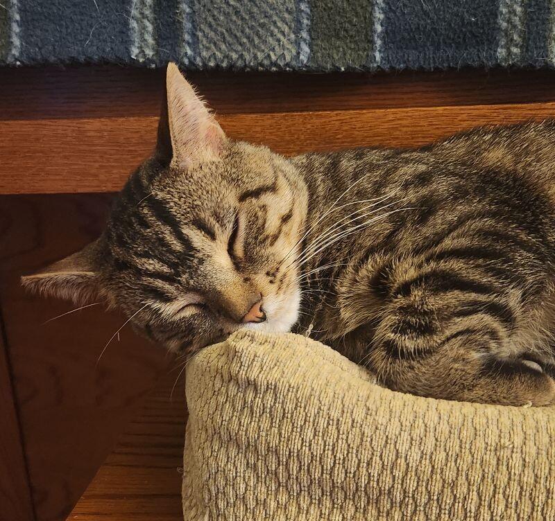 Enlarge Evander, a Adoptable Domestic Short Hair in Grand Rapids, MI image 5/6