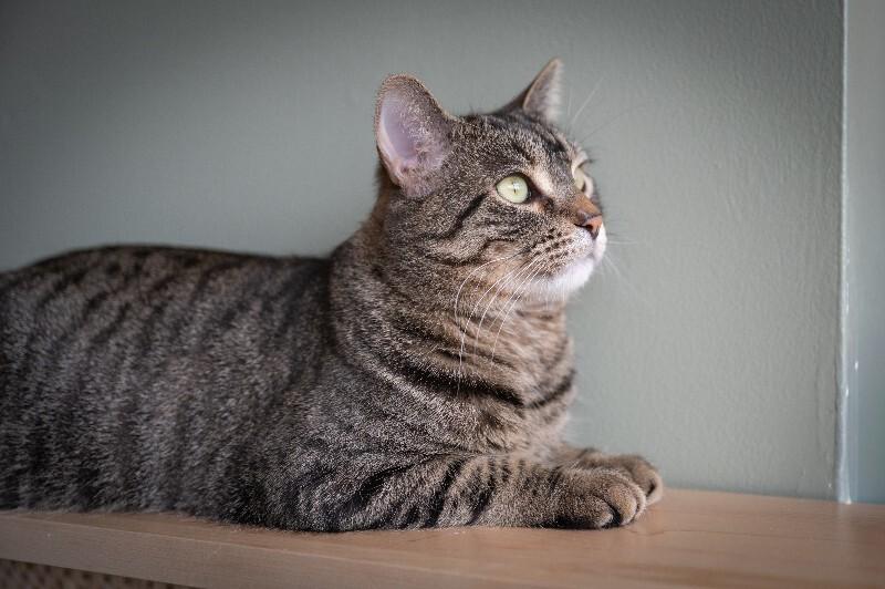 Enlarge Evander, a Adoptable Domestic Short Hair in Grand Rapids, MI image 5/6