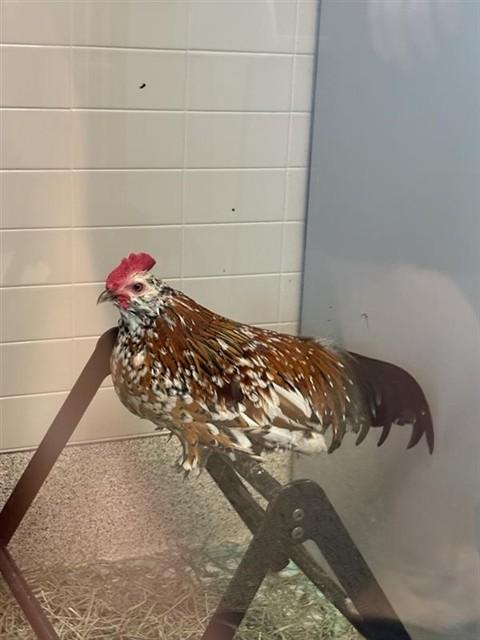 SALVATOR, Adoptable, Adult Male Chicken.