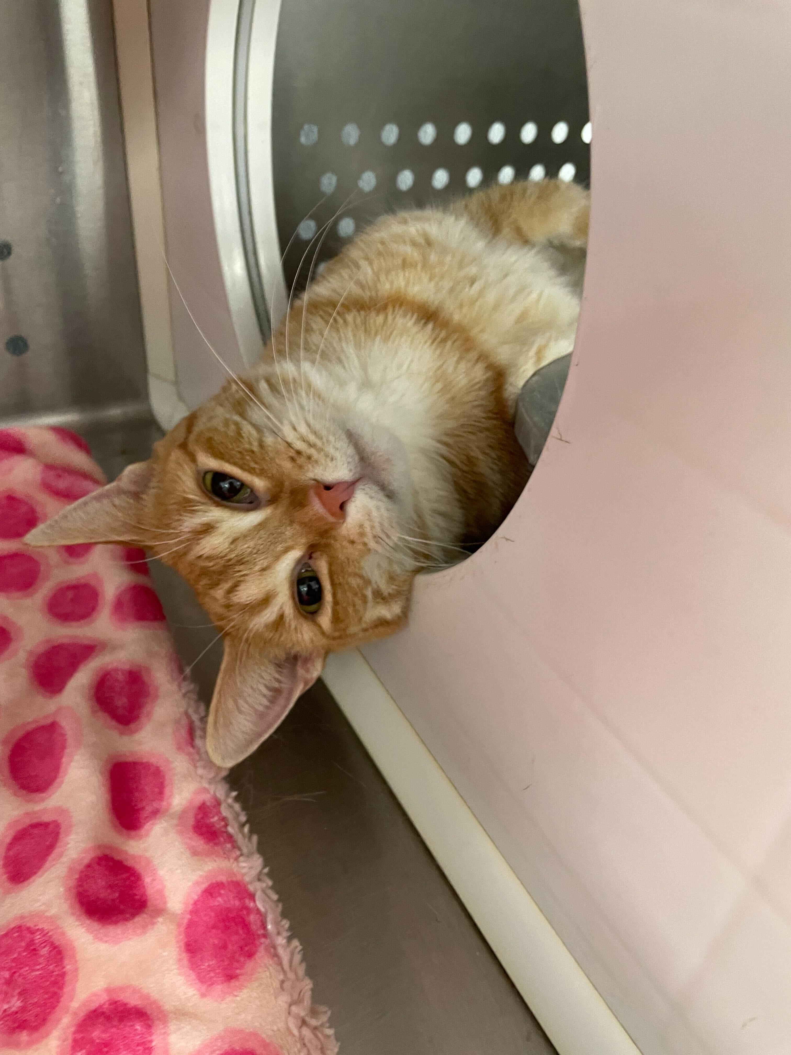 Cheddar, a Adoptable Domestic Short Hair in Jackson, MI image 2/6