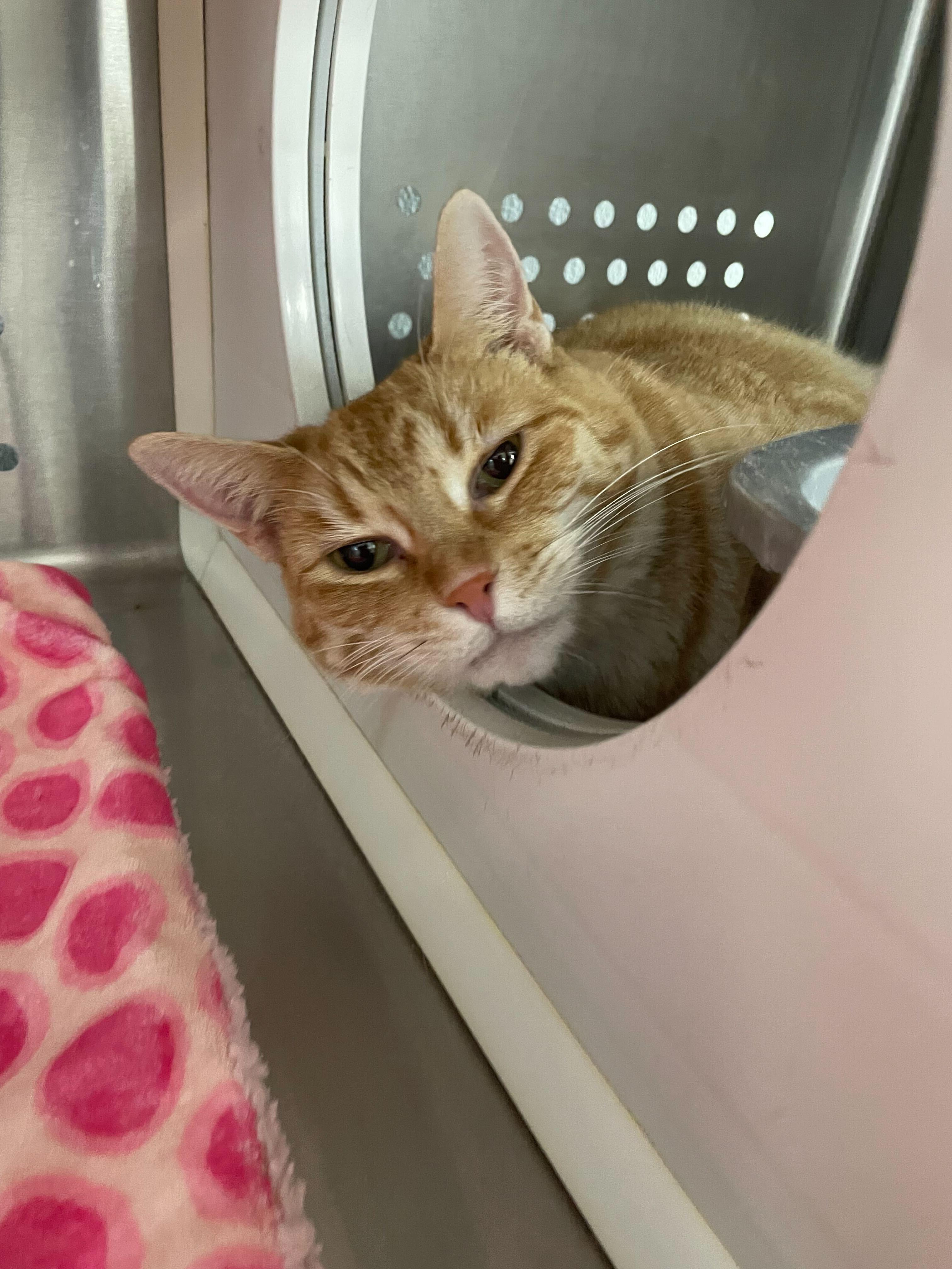 Cheddar, a Adoptable Domestic Short Hair in Jackson, MI image 3/6