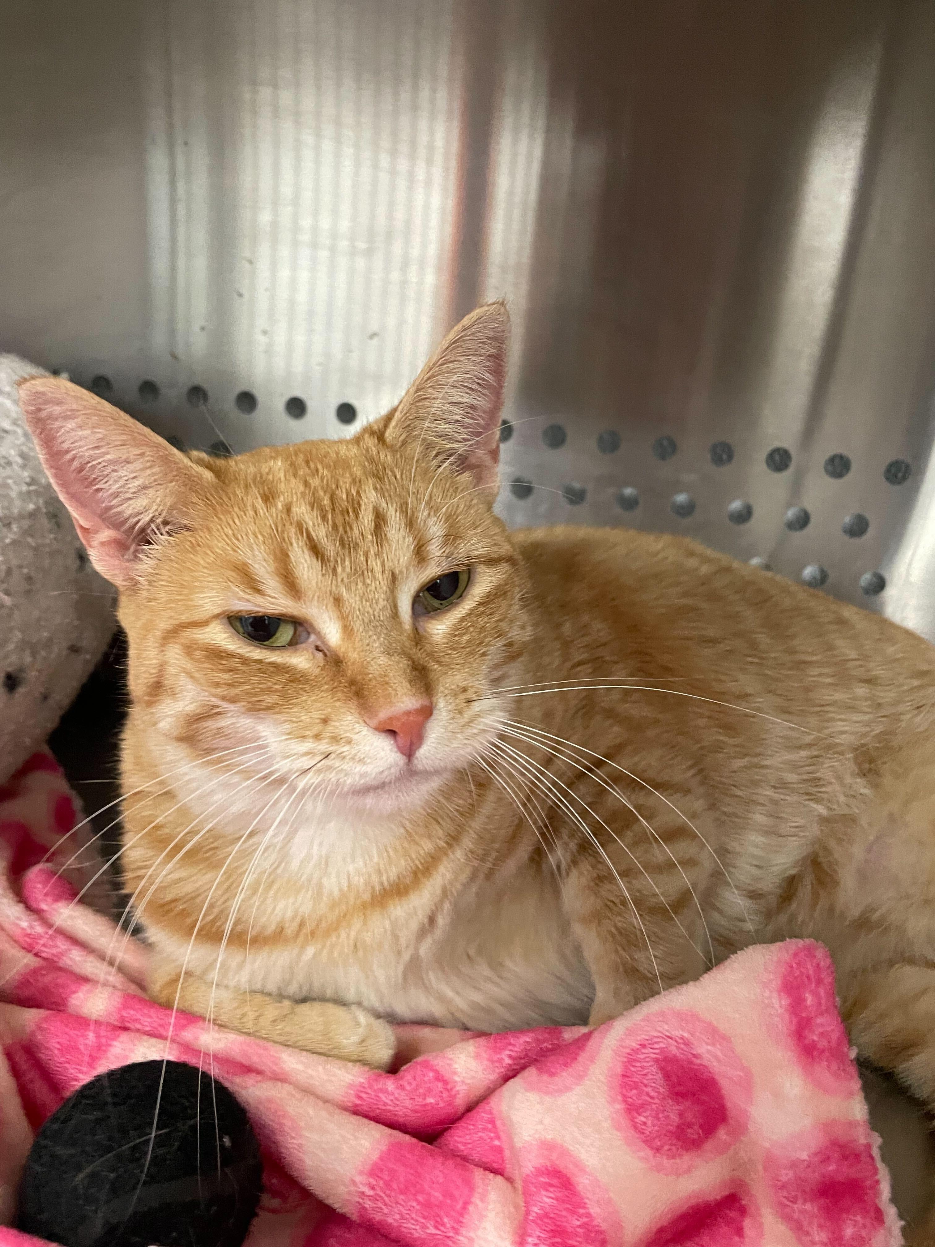 Cheddar, Adoptable, Adult Male Domestic Short Hair.