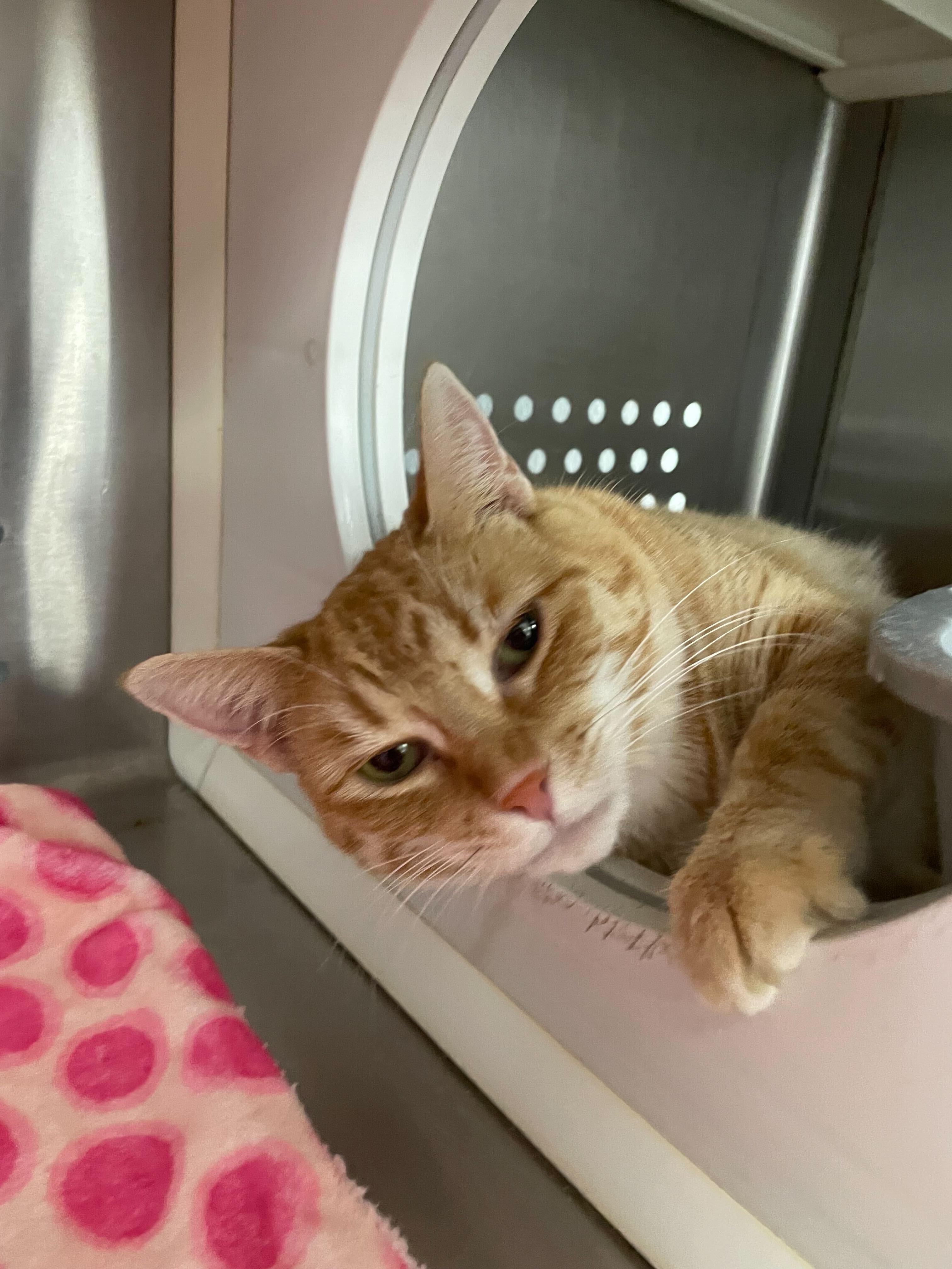 Cheddar, a Adoptable Domestic Short Hair in Jackson, MI image 4/6