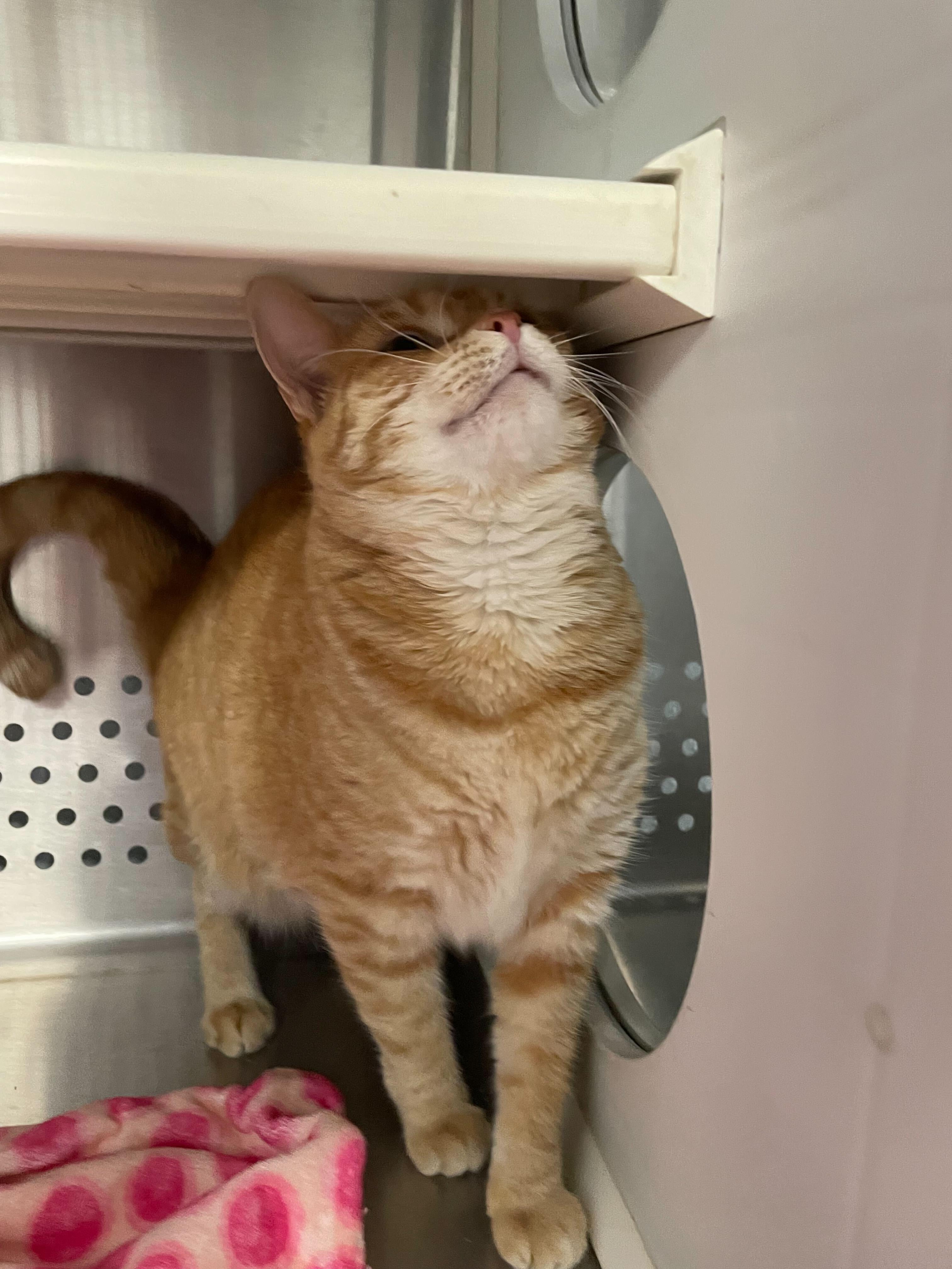 Cheddar, a Adoptable Domestic Short Hair in Jackson, MI image 5/6