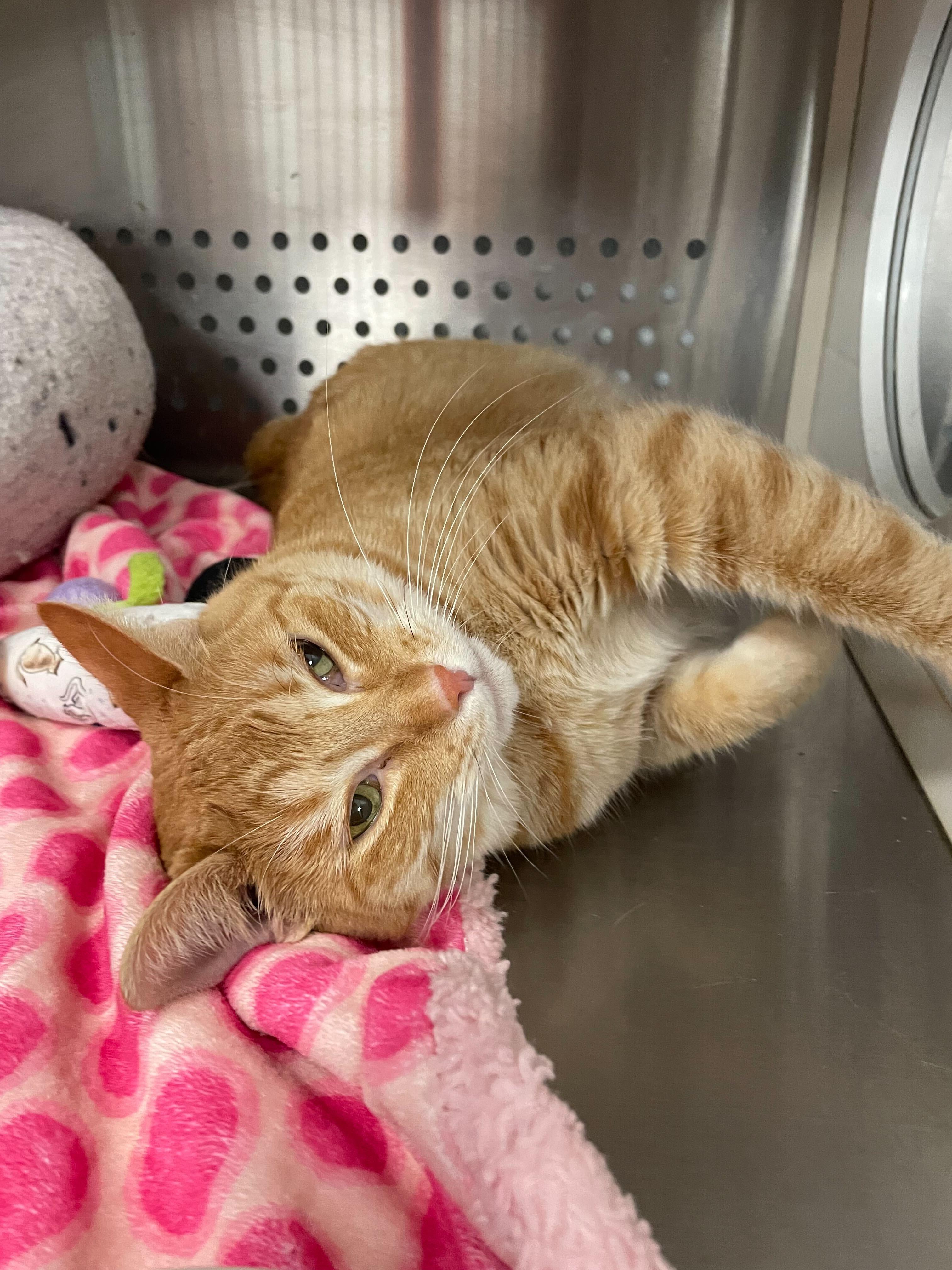 Cheddar, a Adoptable Domestic Short Hair in Jackson, MI image 6/6