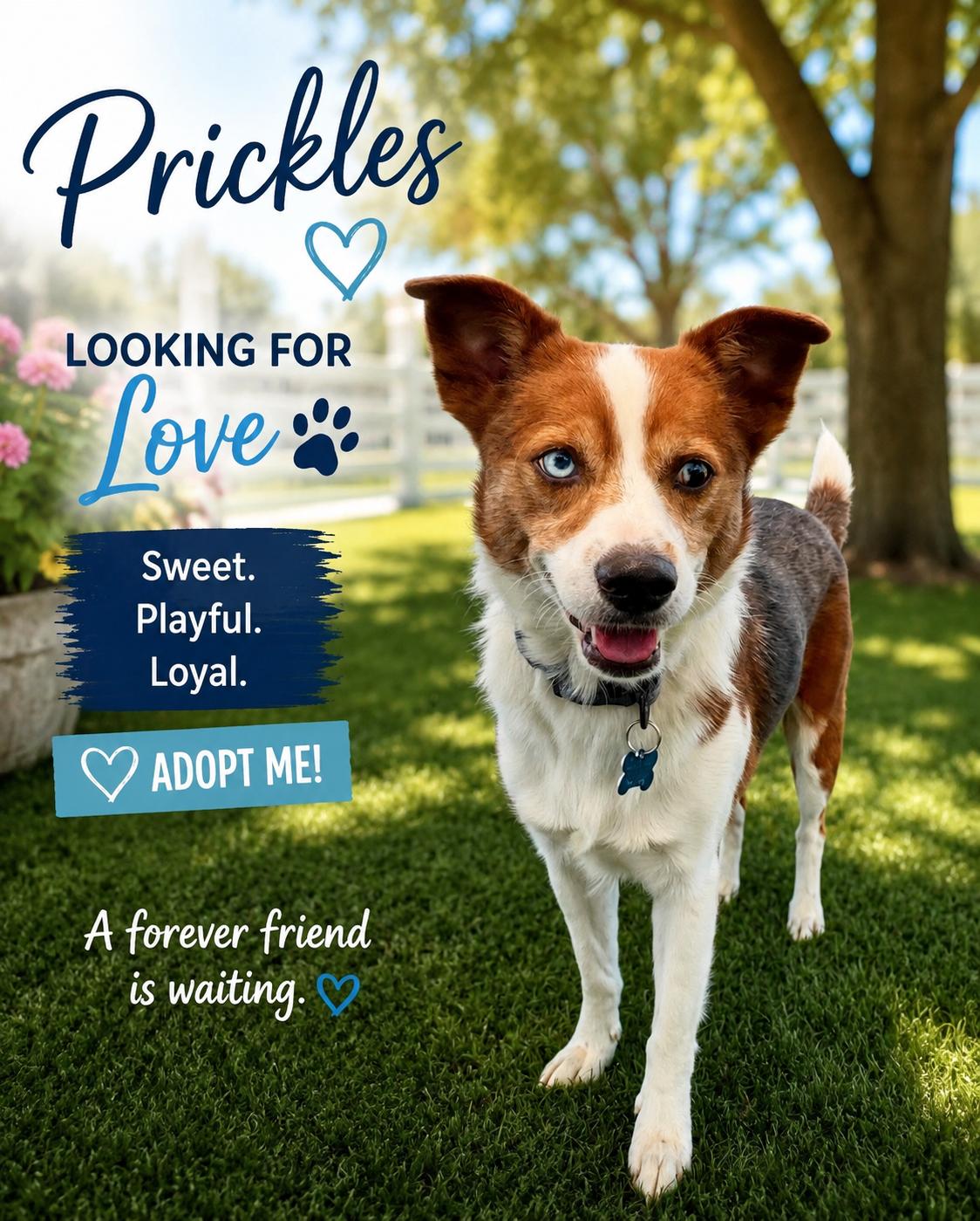 Prickles, adopted, Adult Male Australian Cattle Dog / Blue Heeler.
