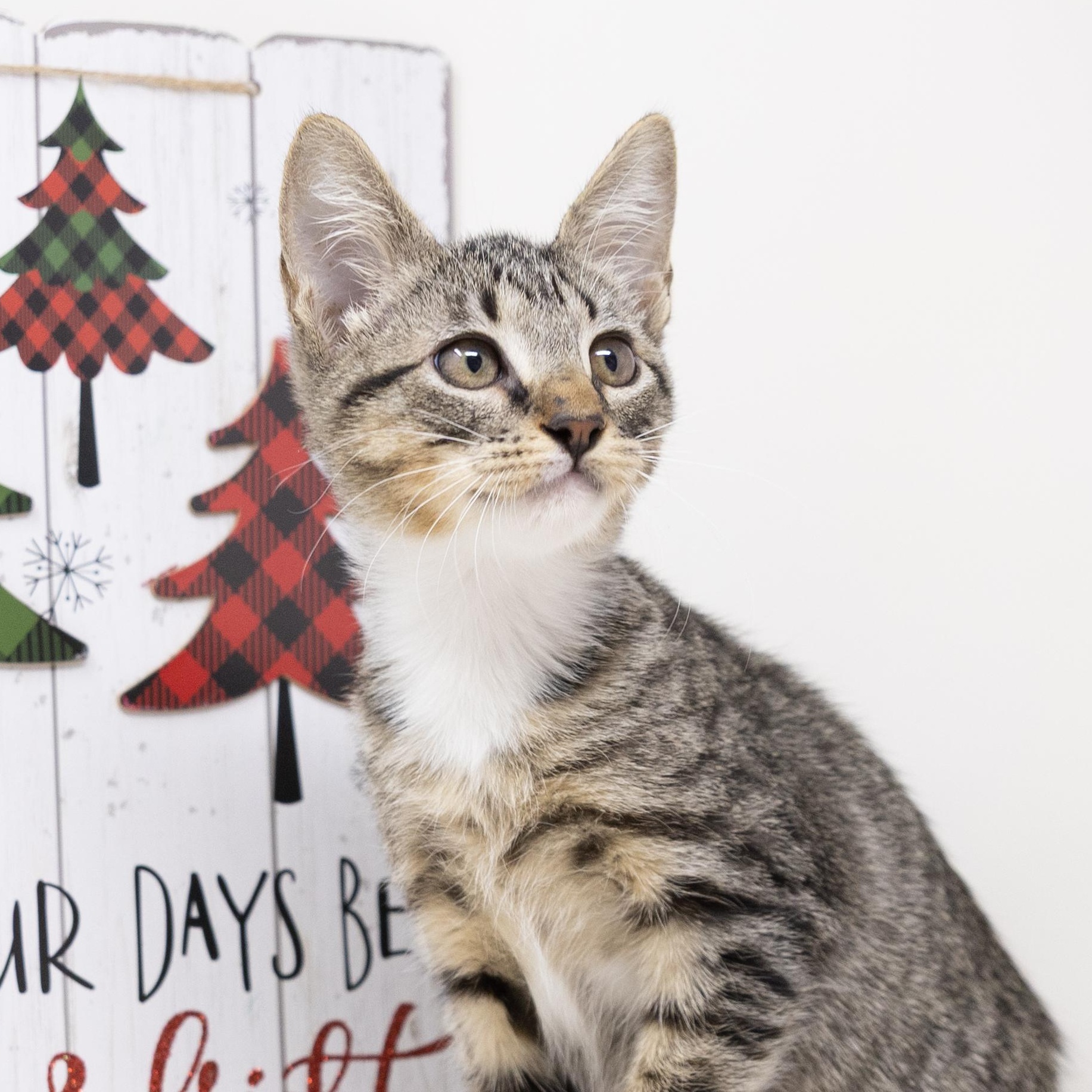 Enlarge Karen, a Adoptable Tabby in Trophy Club, TX image 2/6