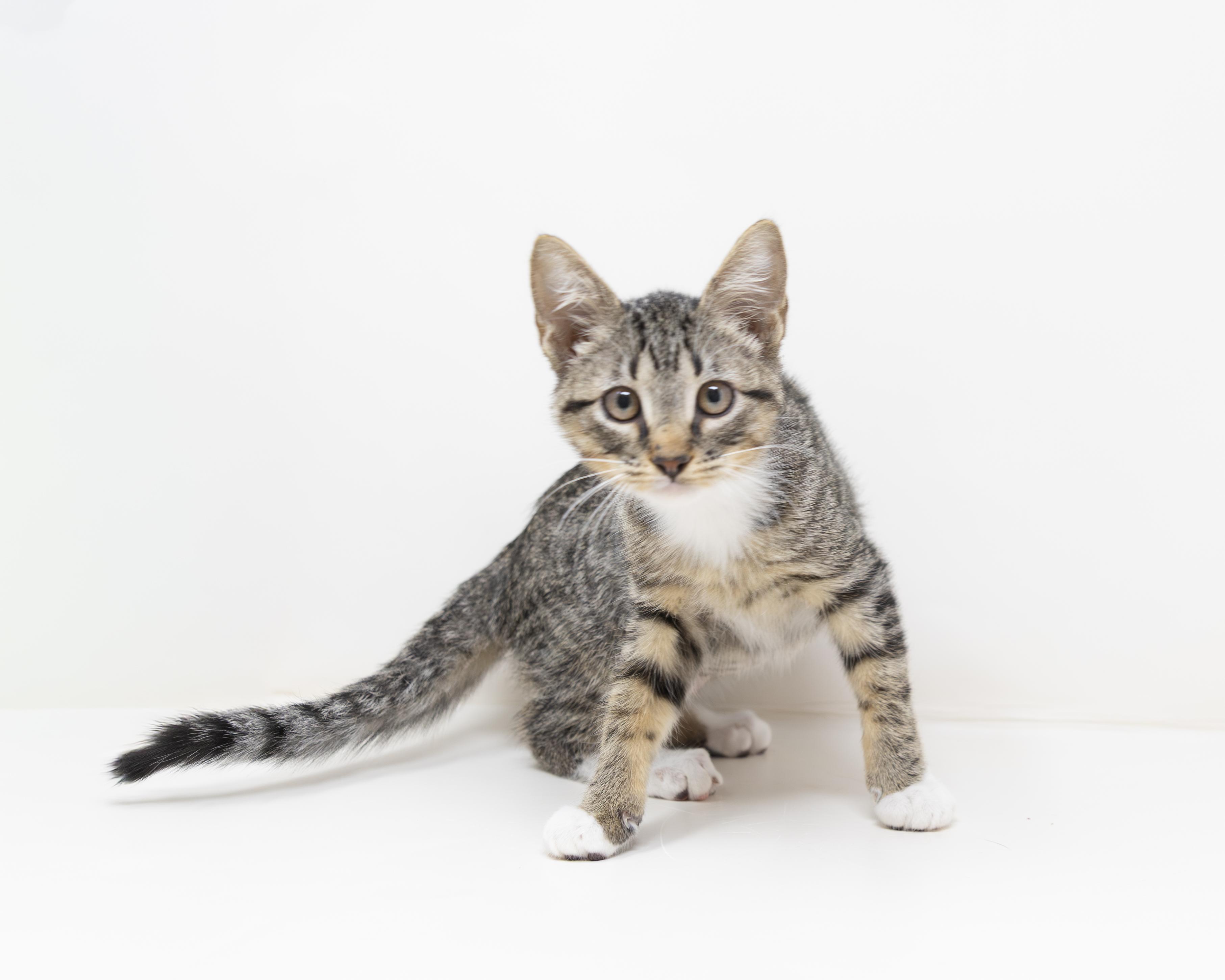 Karen, Adoptable, Young Female Tabby.