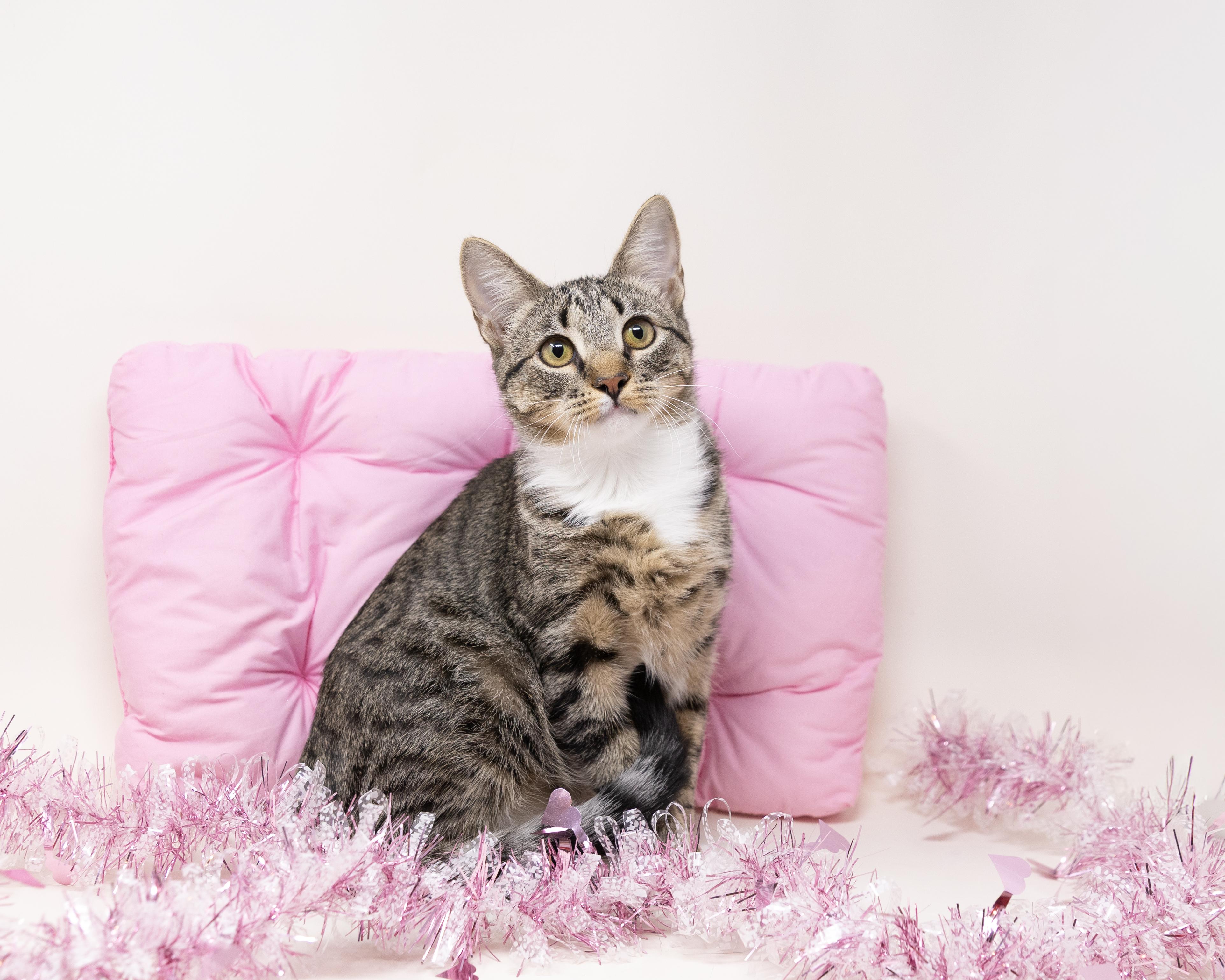 Enlarge Karen, a Adoptable Tabby in Trophy Club, TX image 1/6