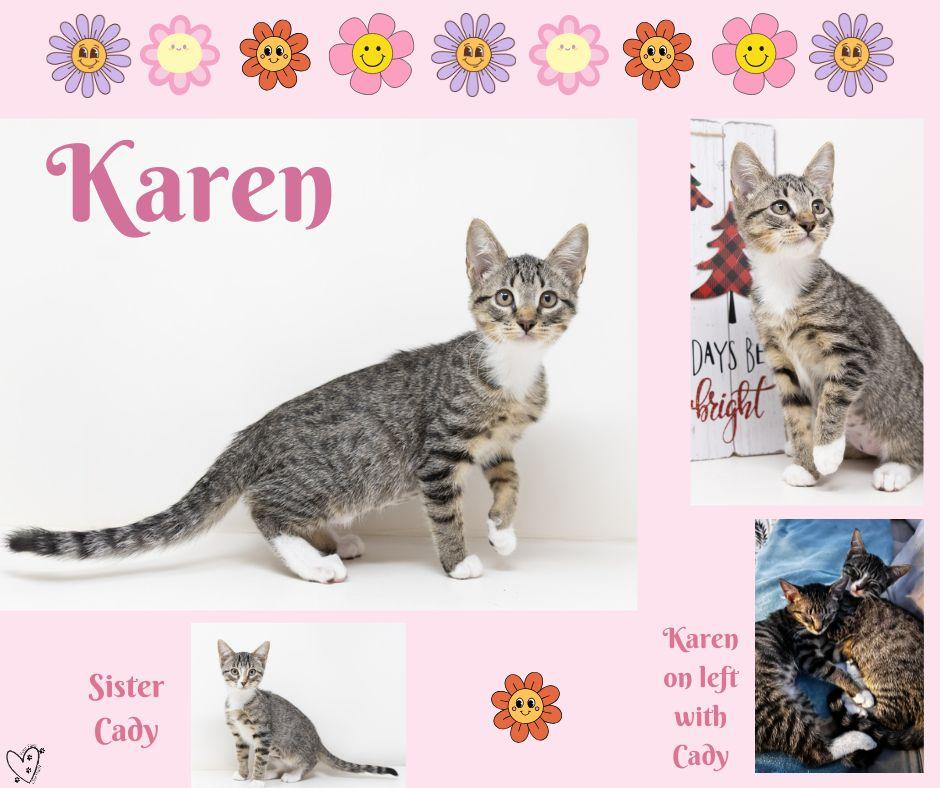Enlarge Karen, a Adoptable Tabby in Trophy Club, TX image 5/6