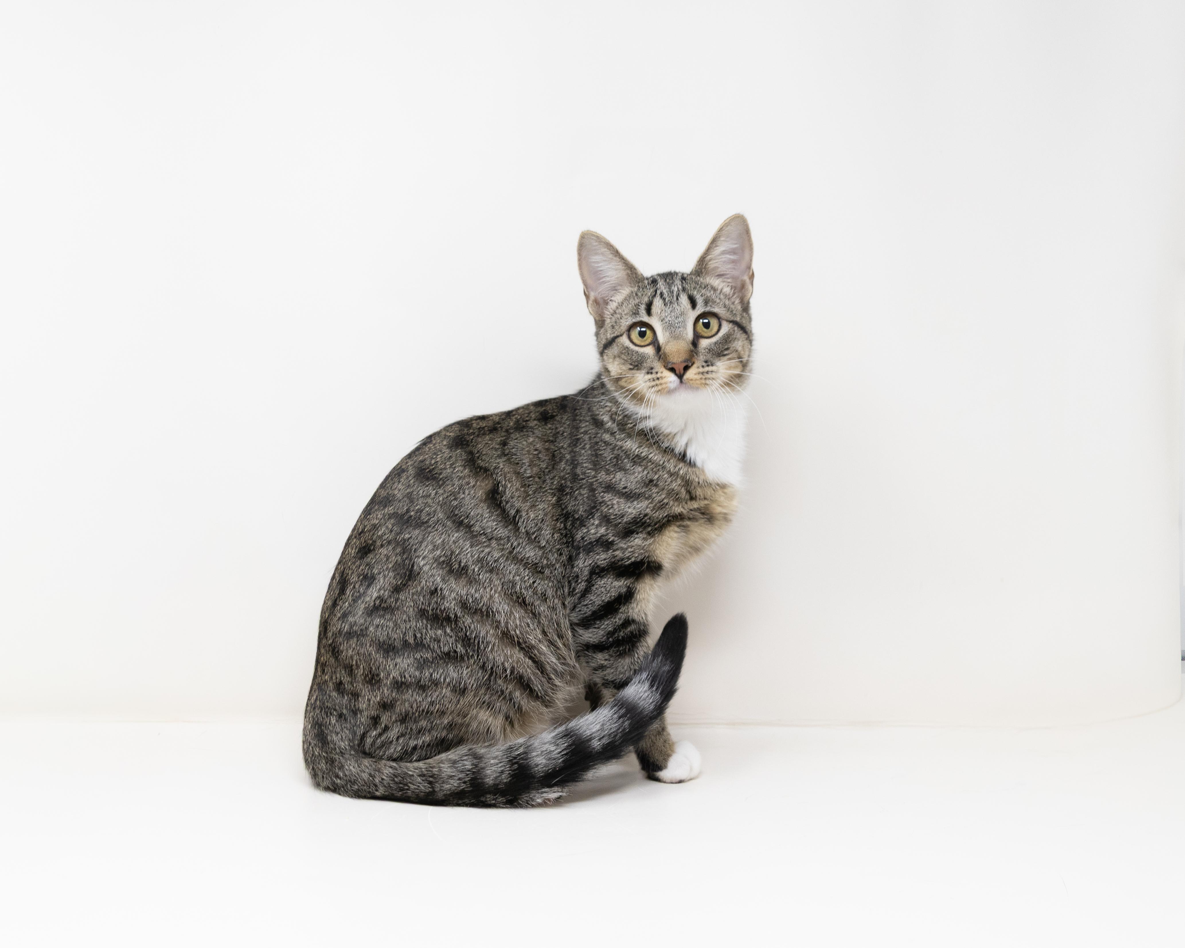 Enlarge Karen, a Adoptable Tabby in Trophy Club, TX image 6/6