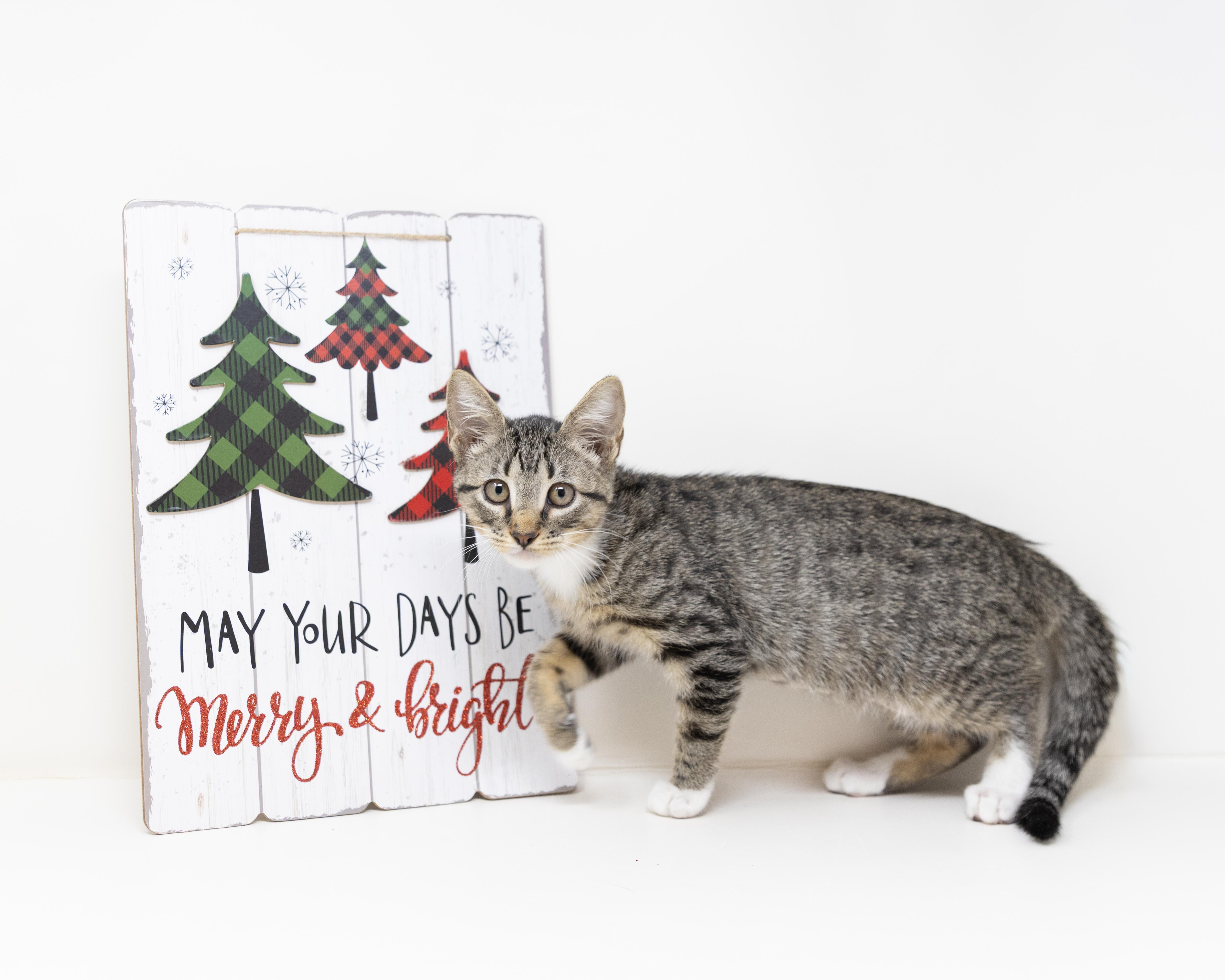 Enlarge Karen, a Adoptable Tabby in Trophy Club, TX image 6/6