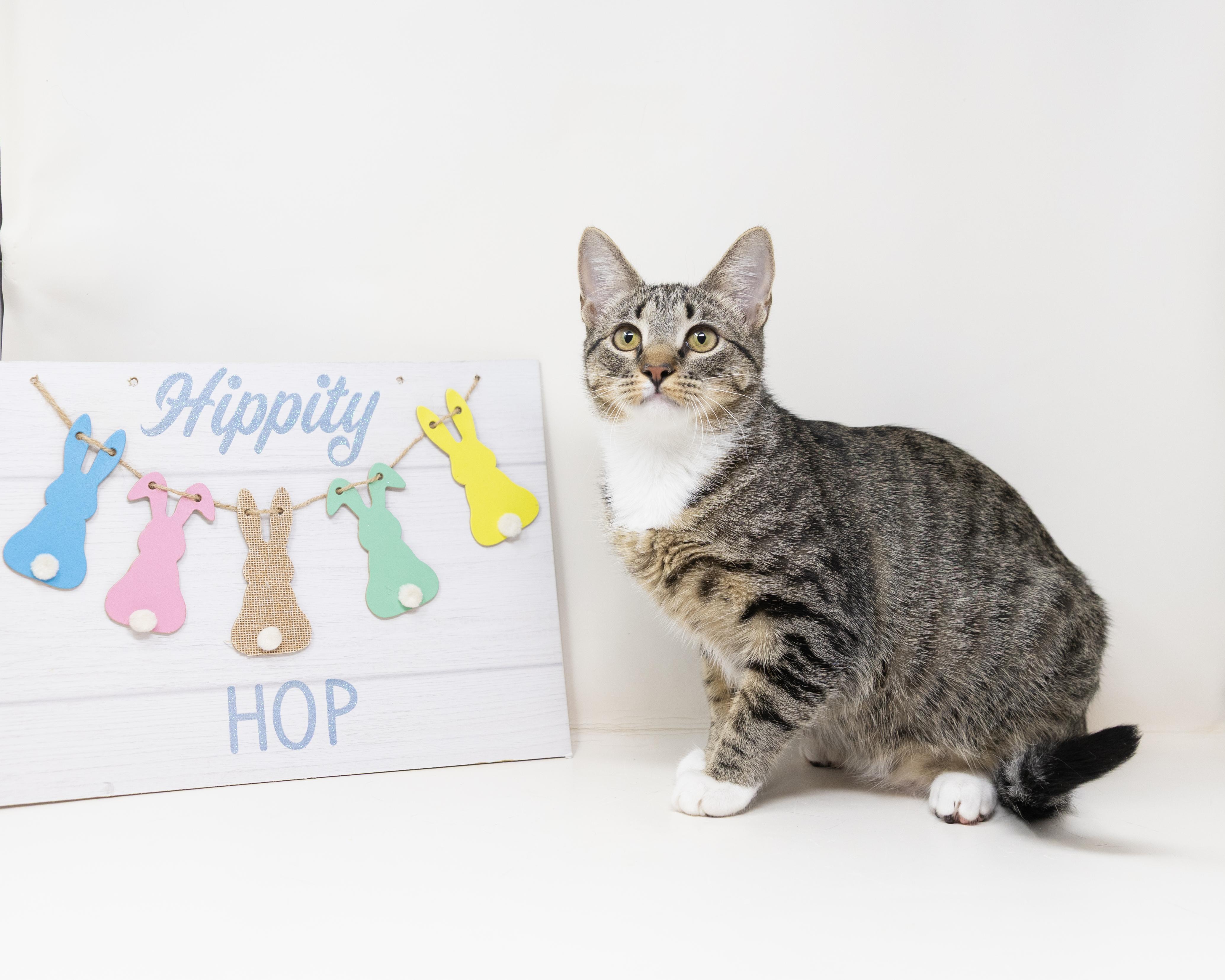 Enlarge Karen, a Adoptable Tabby in Trophy Club, TX image 2/6