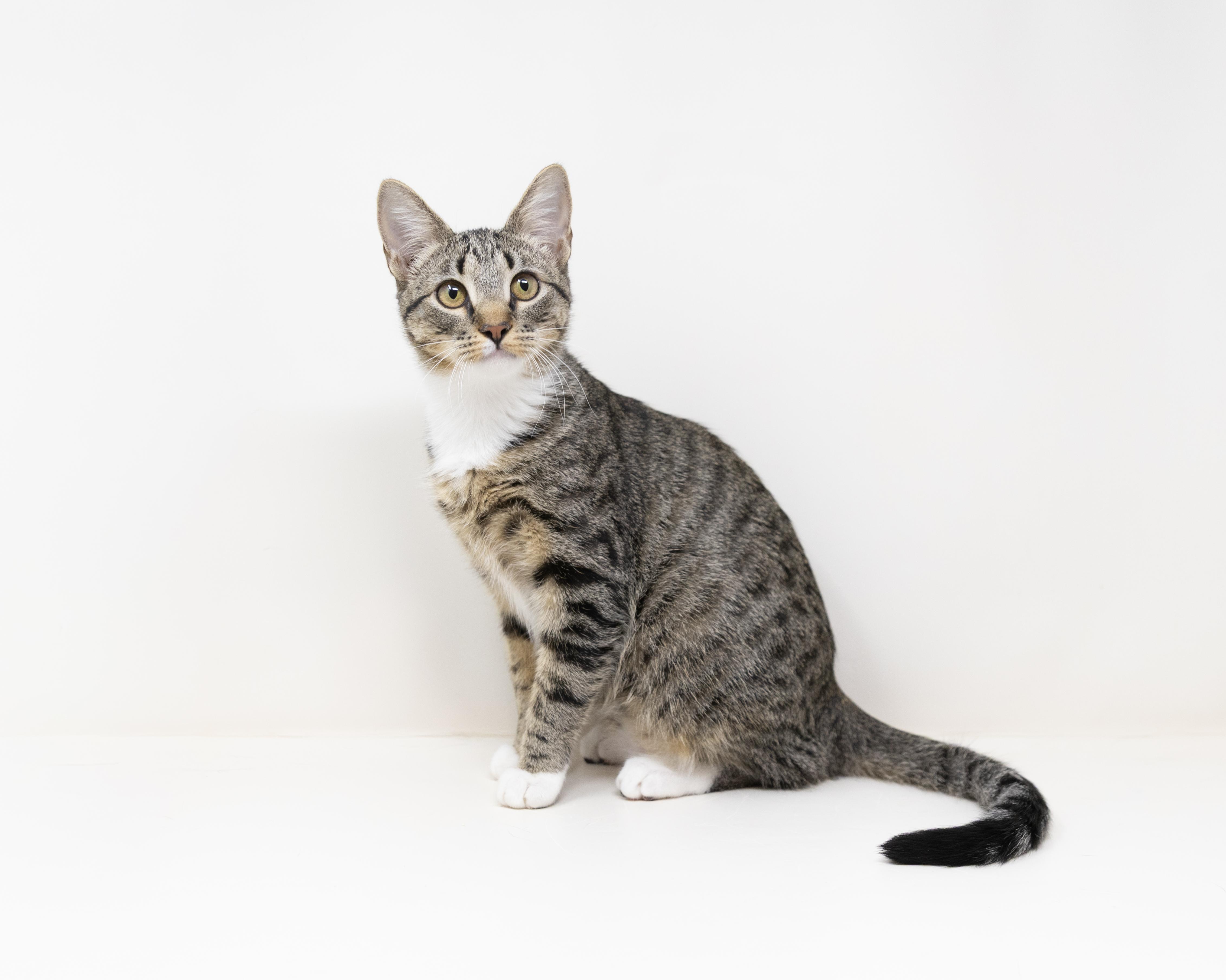 Enlarge Karen, a Adoptable Tabby in Trophy Club, TX image 3/6