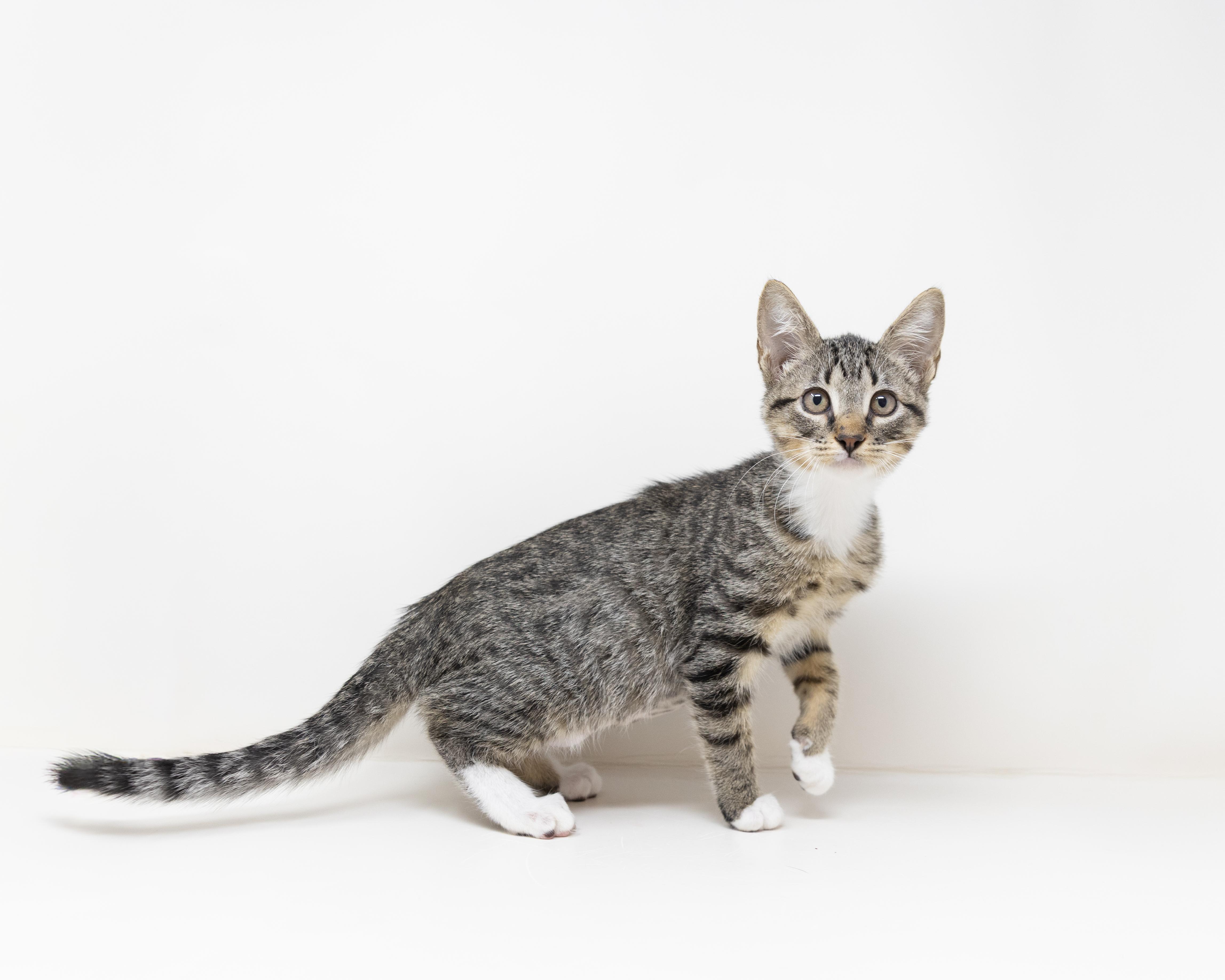 Enlarge Karen, a Adoptable Tabby in Trophy Club, TX image 3/6