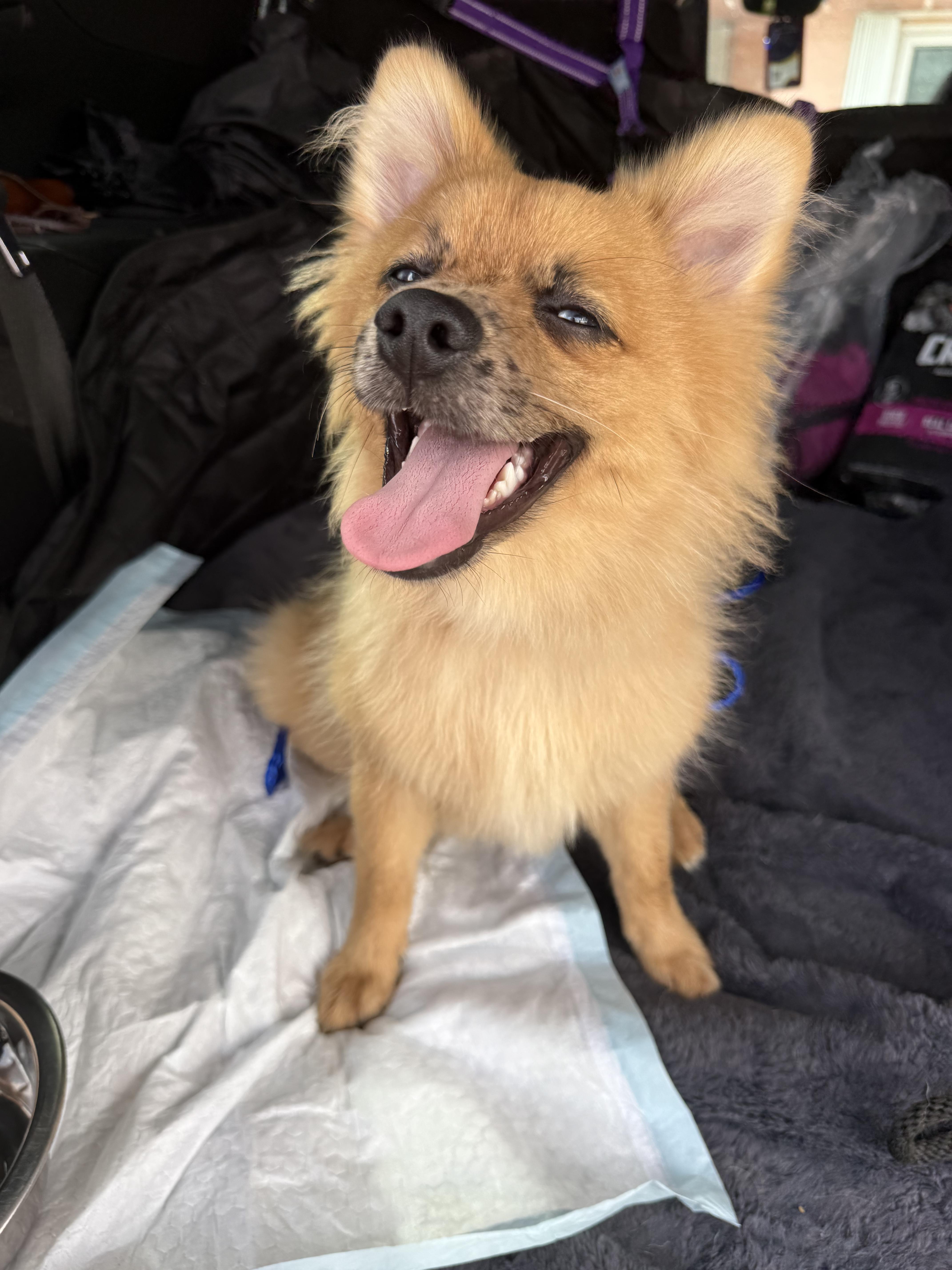 Enlarge Leo, a Adoptable Pomeranian in North Miami, FL image 5/6