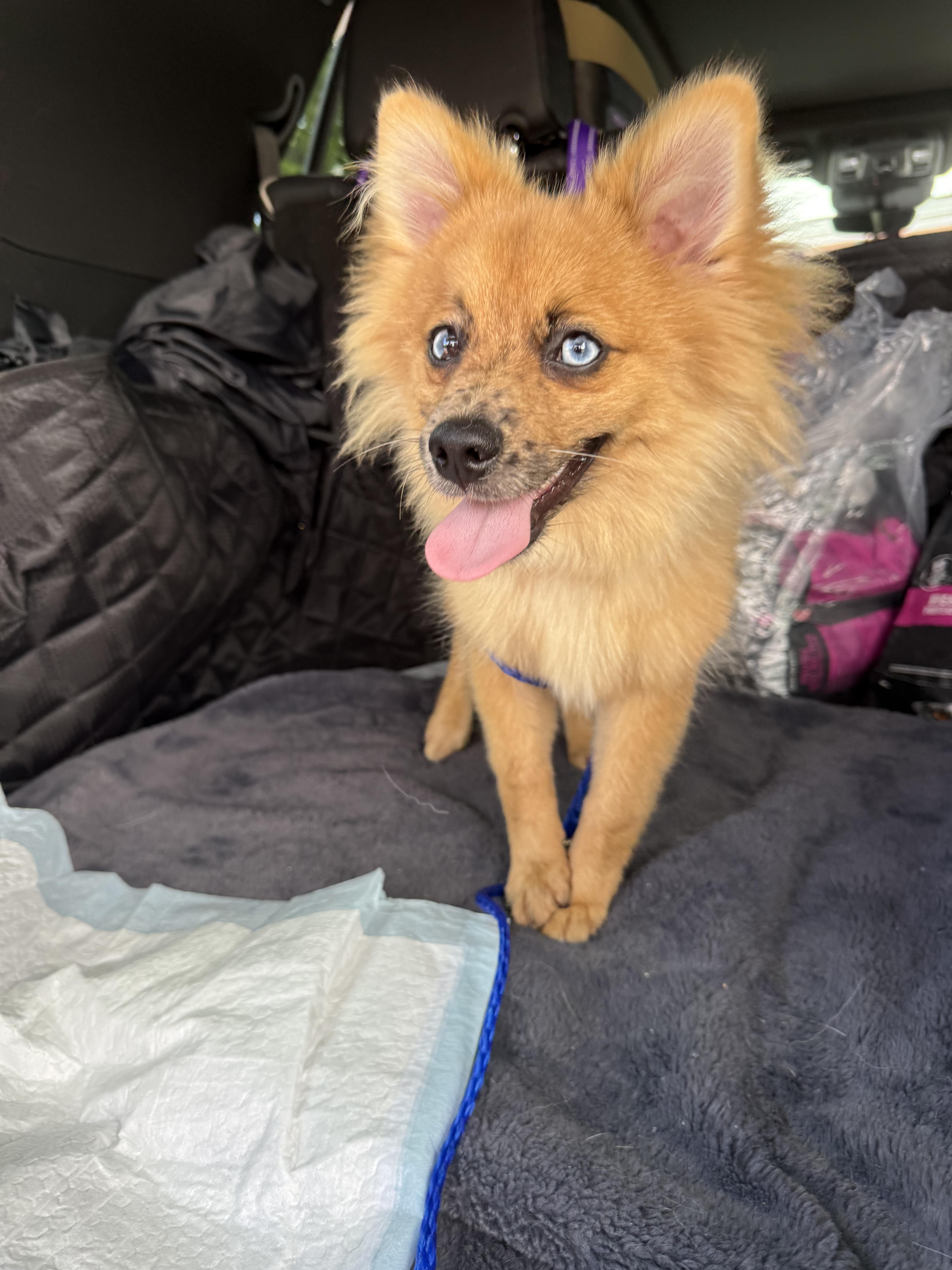 Enlarge Leo, a Adoptable Pomeranian in North Miami, FL image 2/6