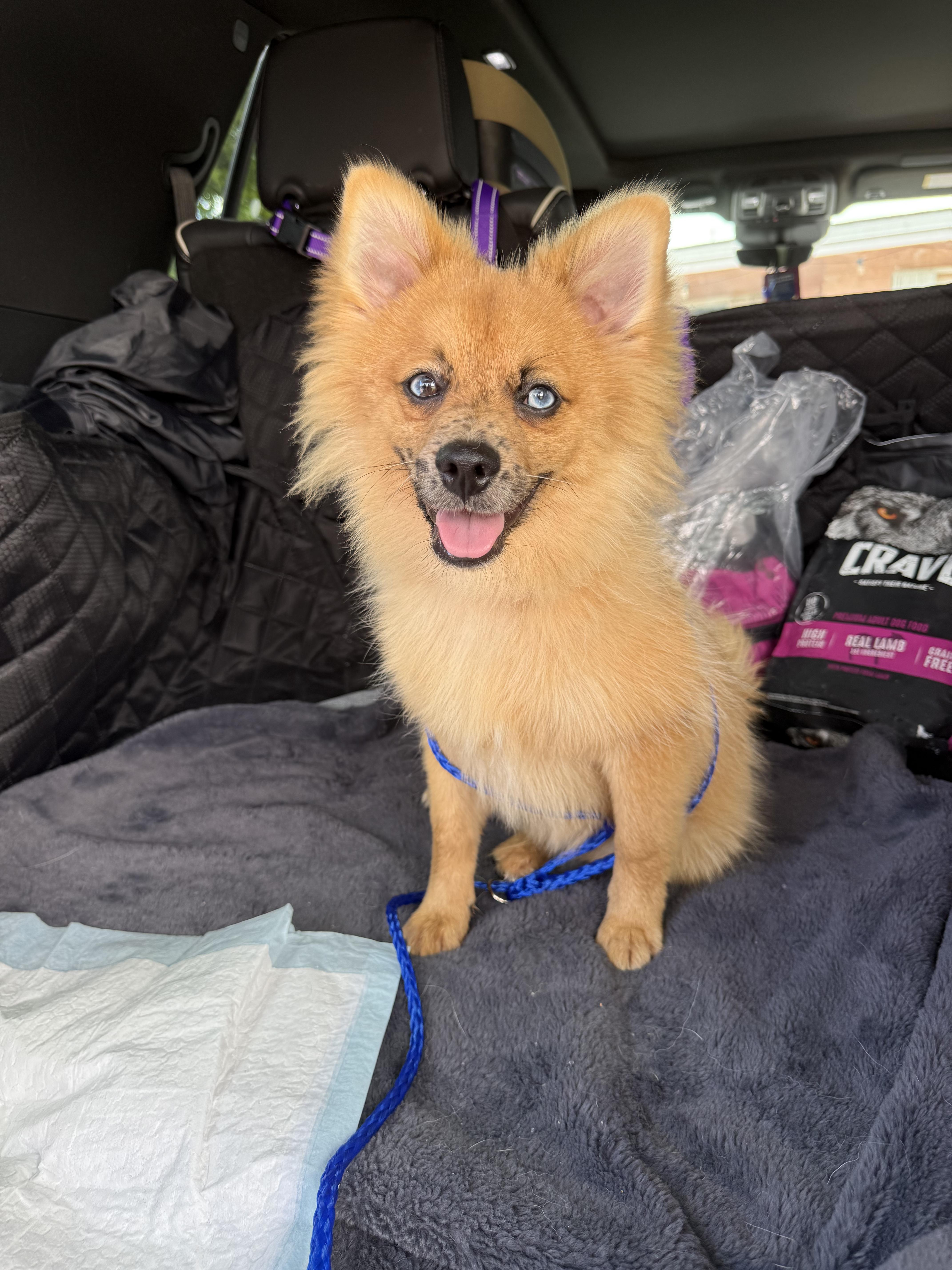 Enlarge Leo, a Adoptable Pomeranian in North Miami, FL image 3/6