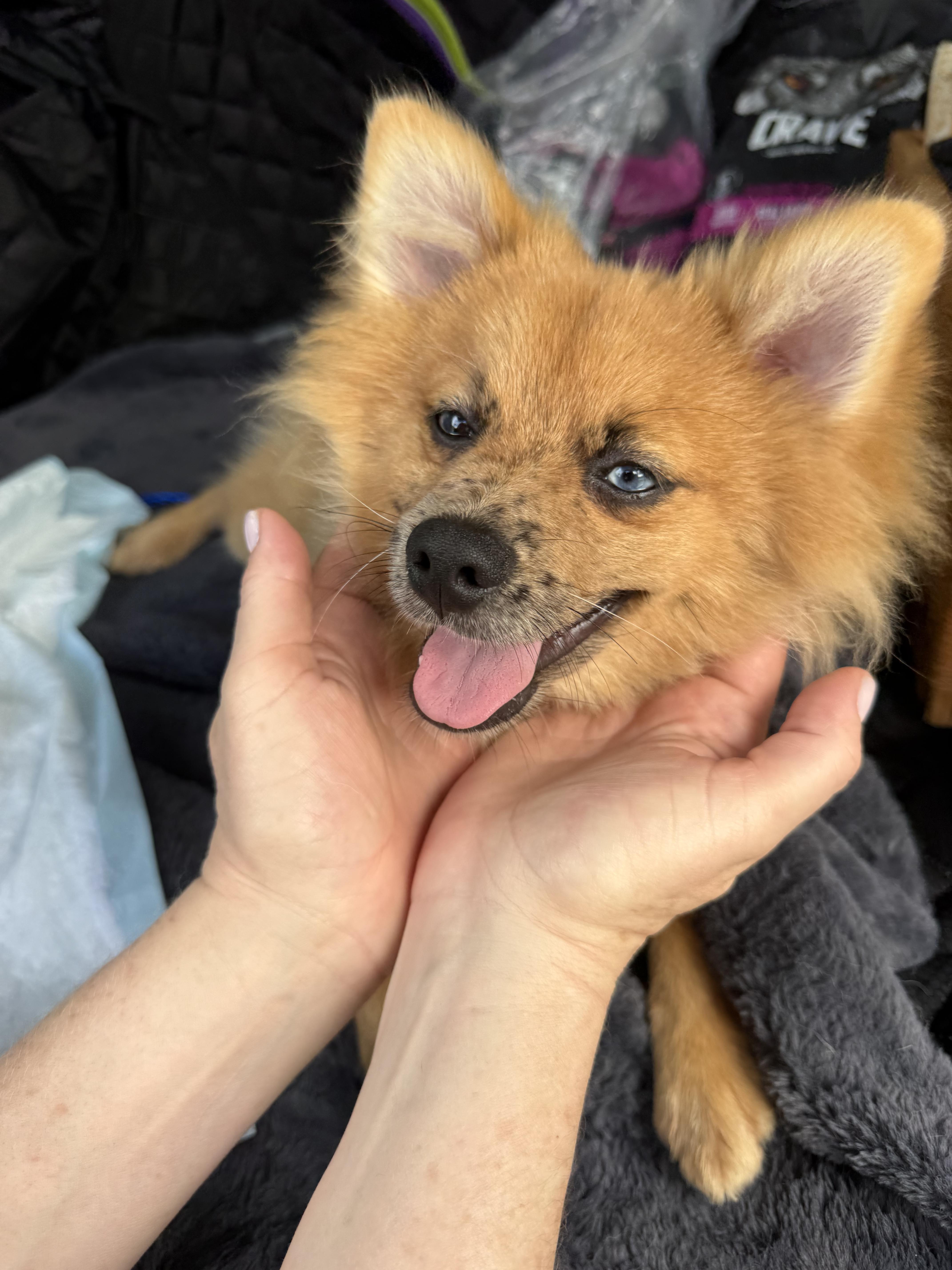 Enlarge Leo, a Adoptable Pomeranian in North Miami, FL image 4/6