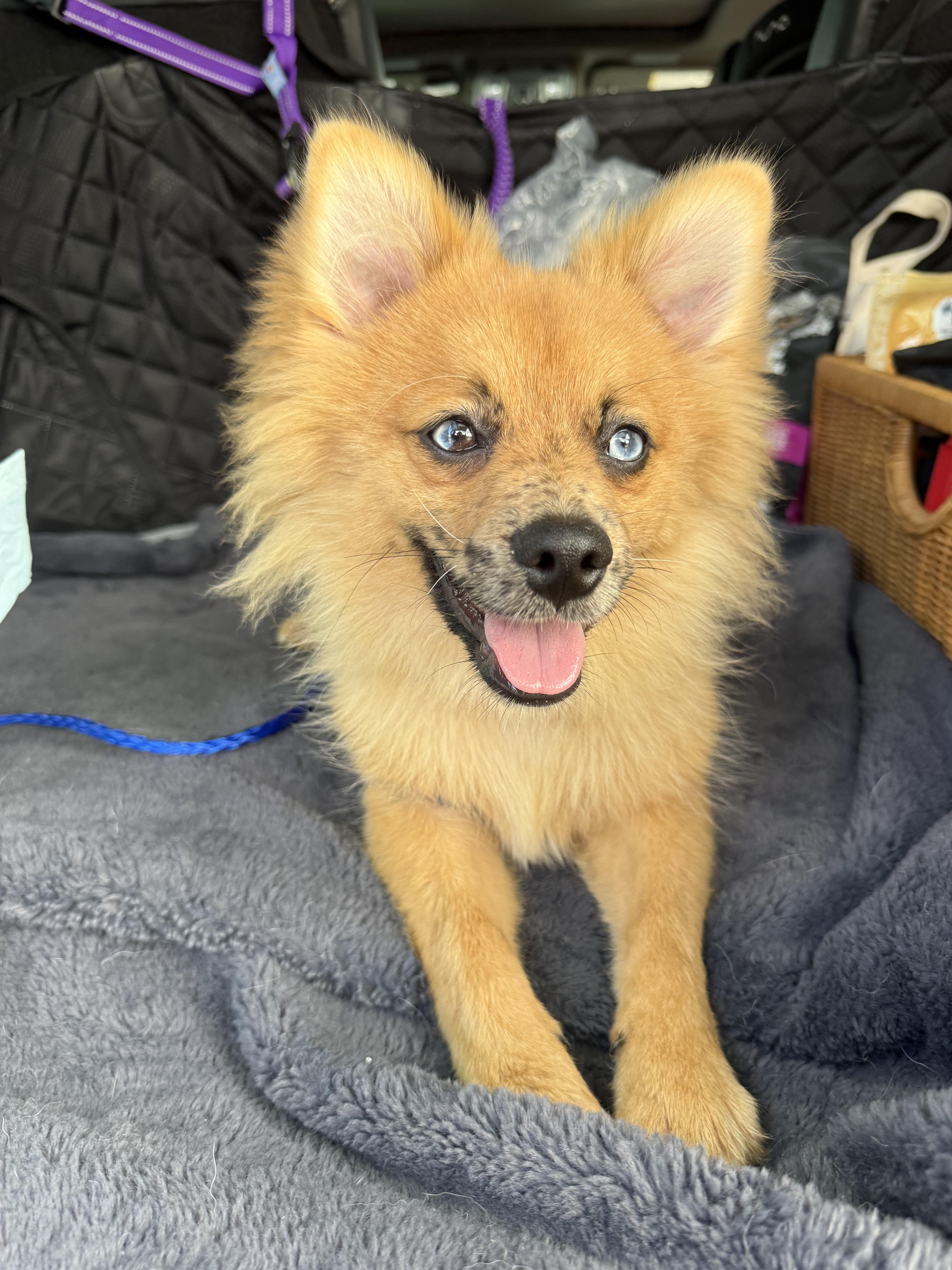 Enlarge Leo, a Adoptable Pomeranian in North Miami, FL image 6/6