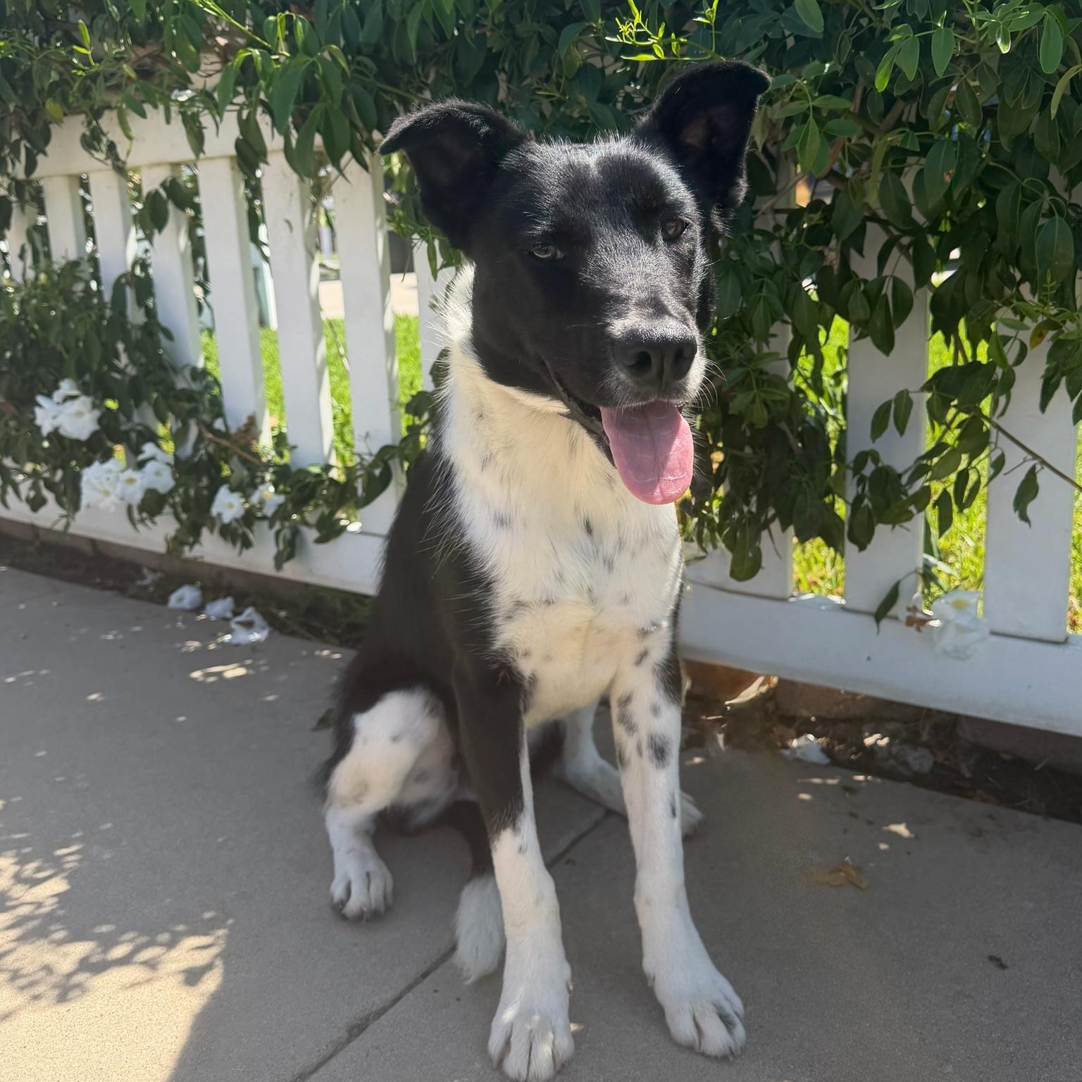 Enlarge Snoopy, a Adopted mixed breed in Newport Beach, CA image 3/6